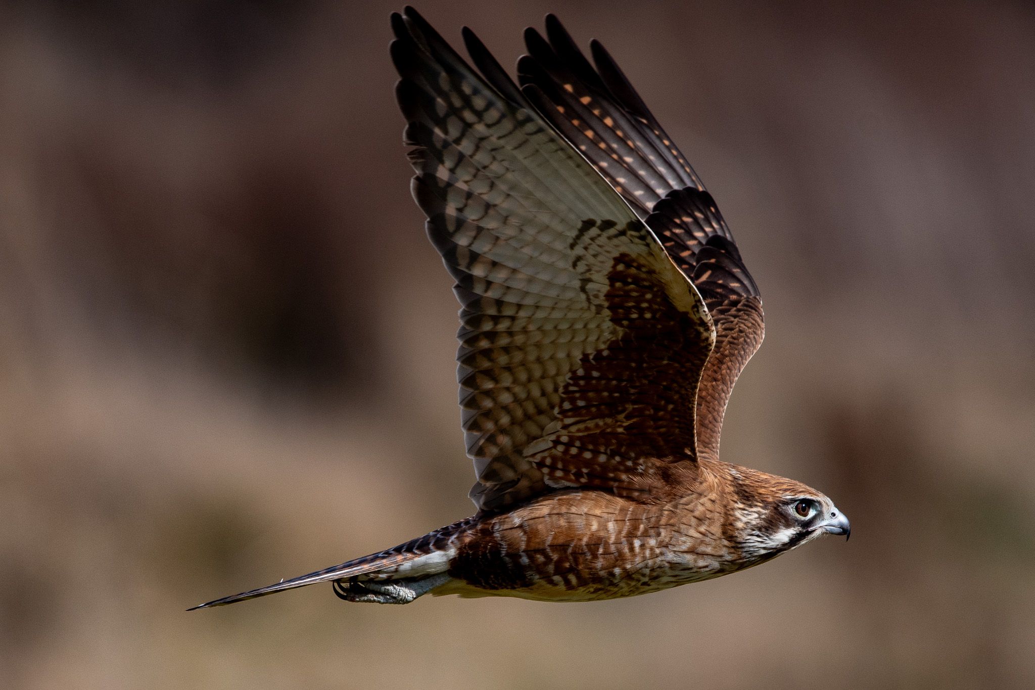 Brown Falcon