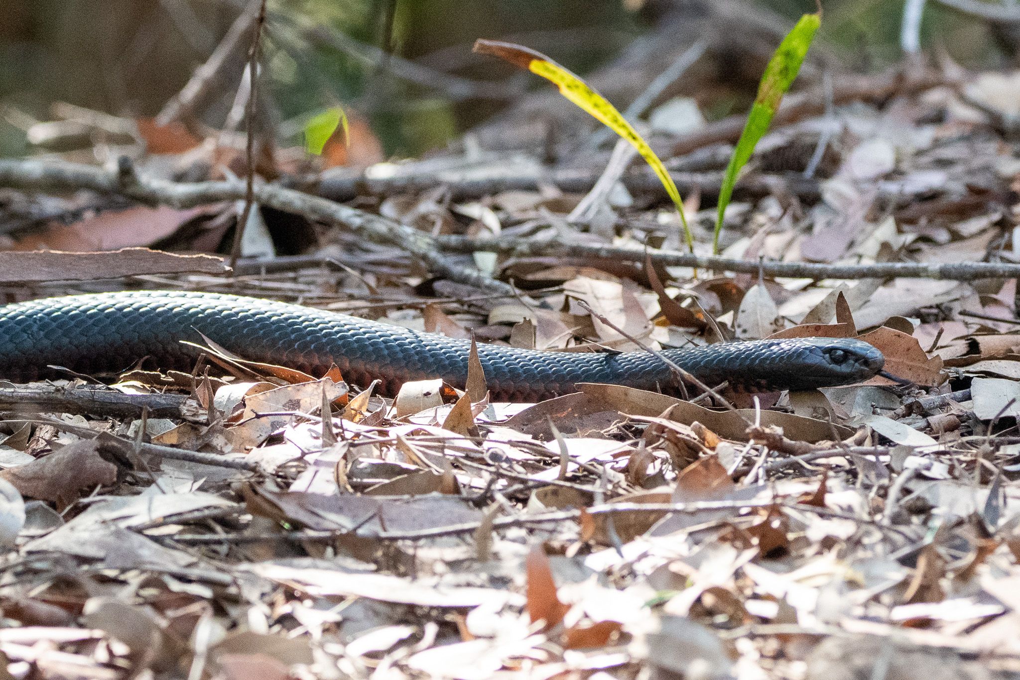 Red-bellied Black Snake