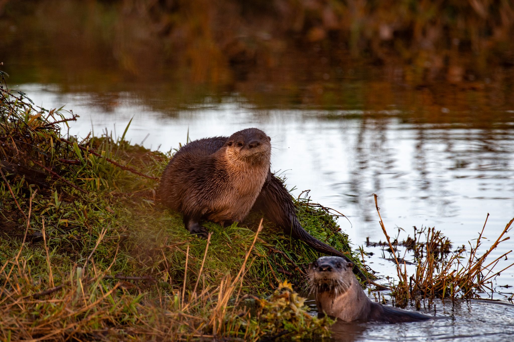 River Otter photo 2