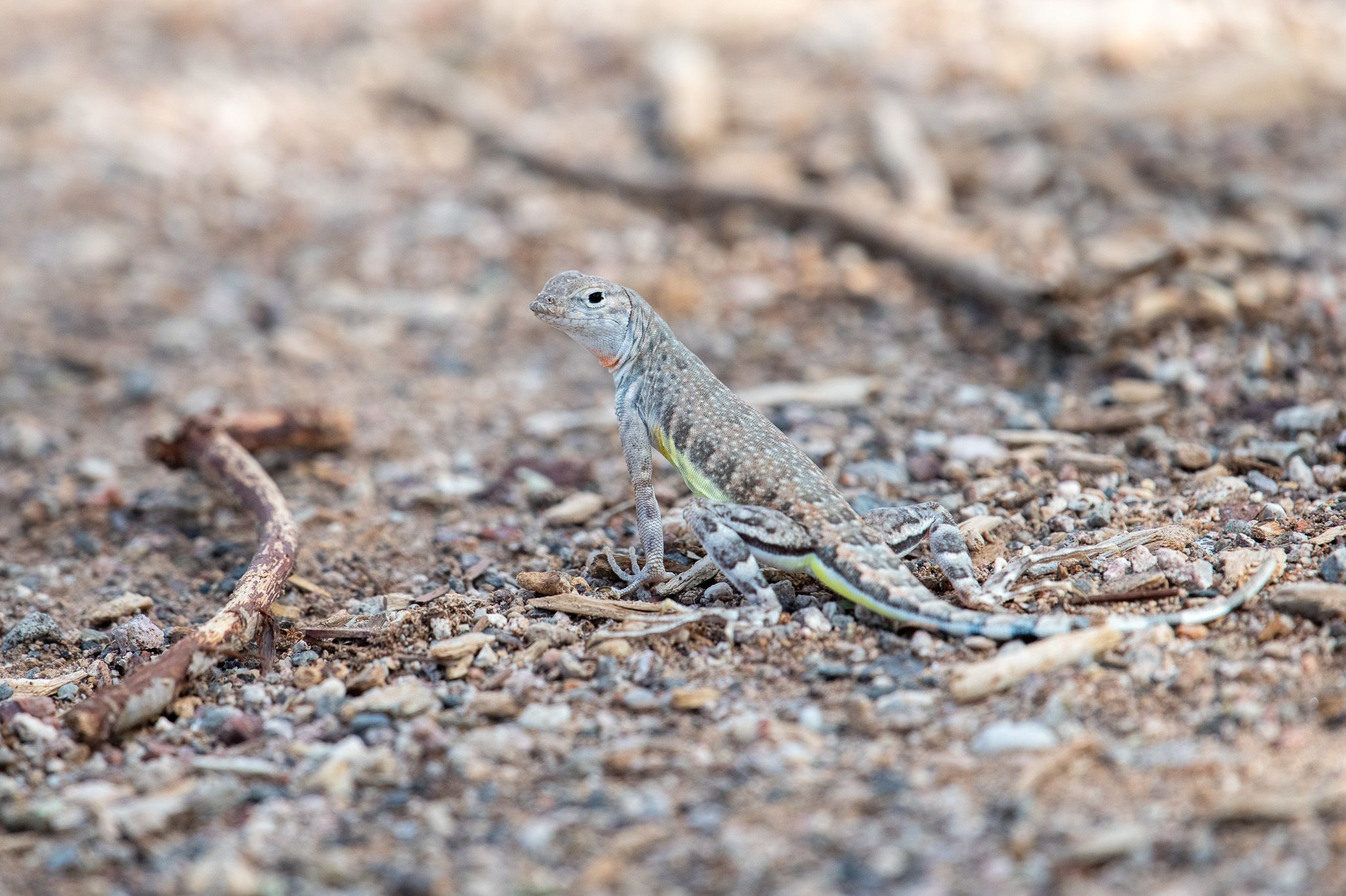 Zebra-Tailed Lizard