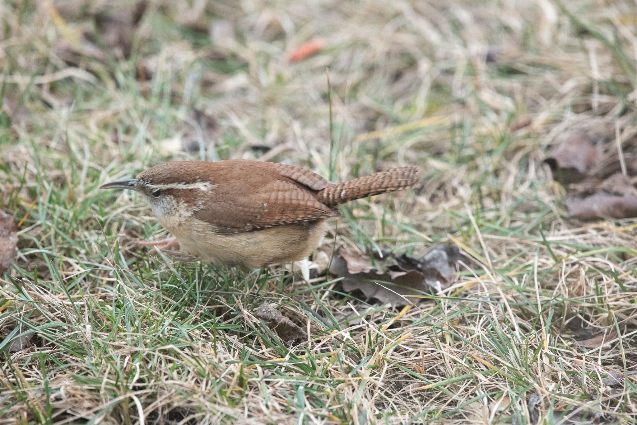 Carolina Wren photo 2