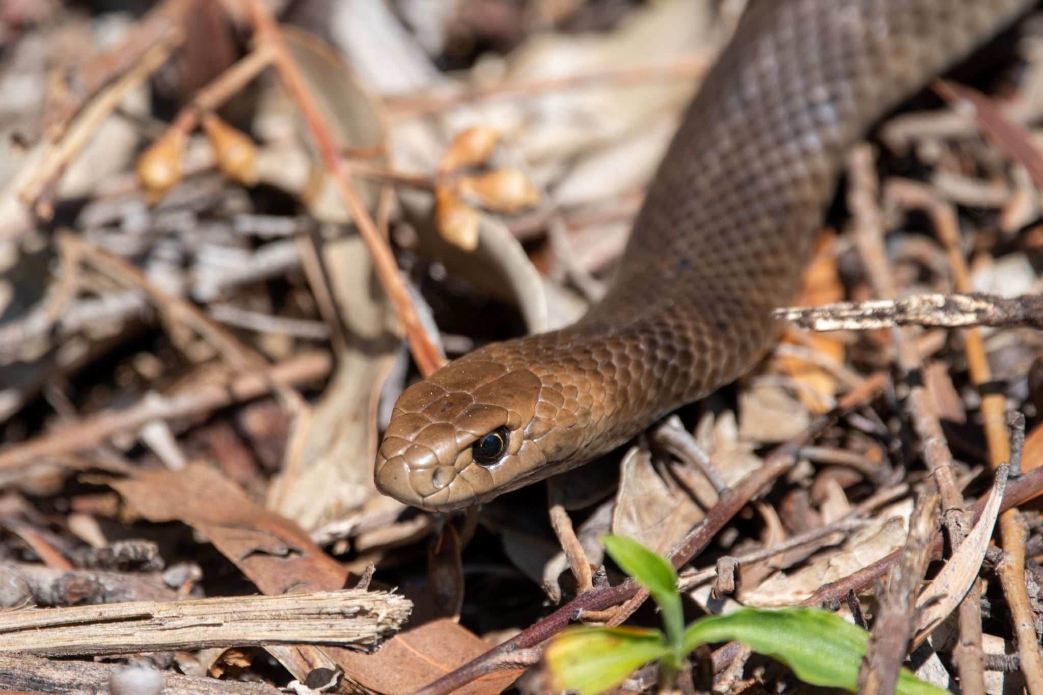 Eastern Brown Snake photo 2