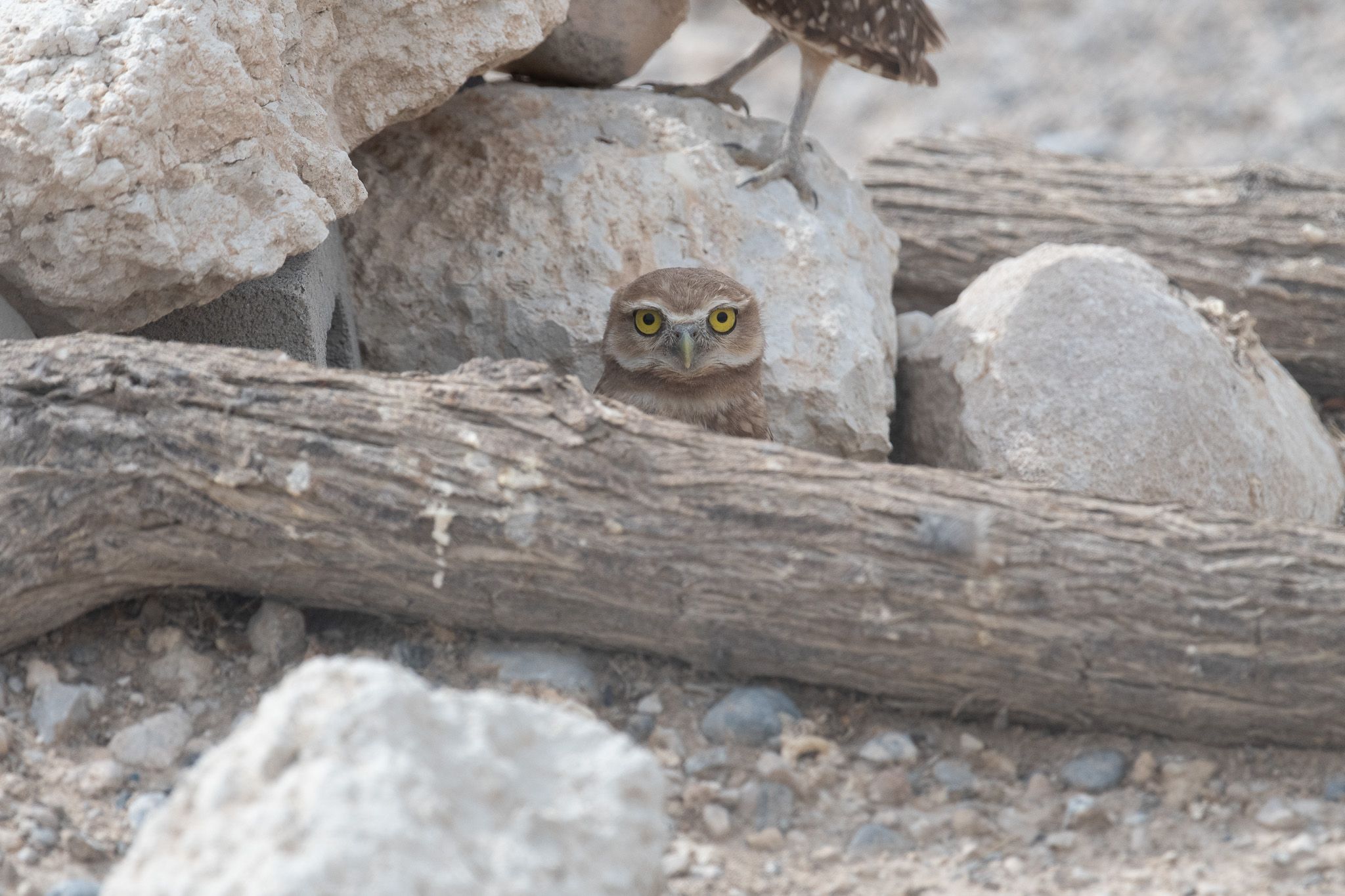 Burrowing Owl