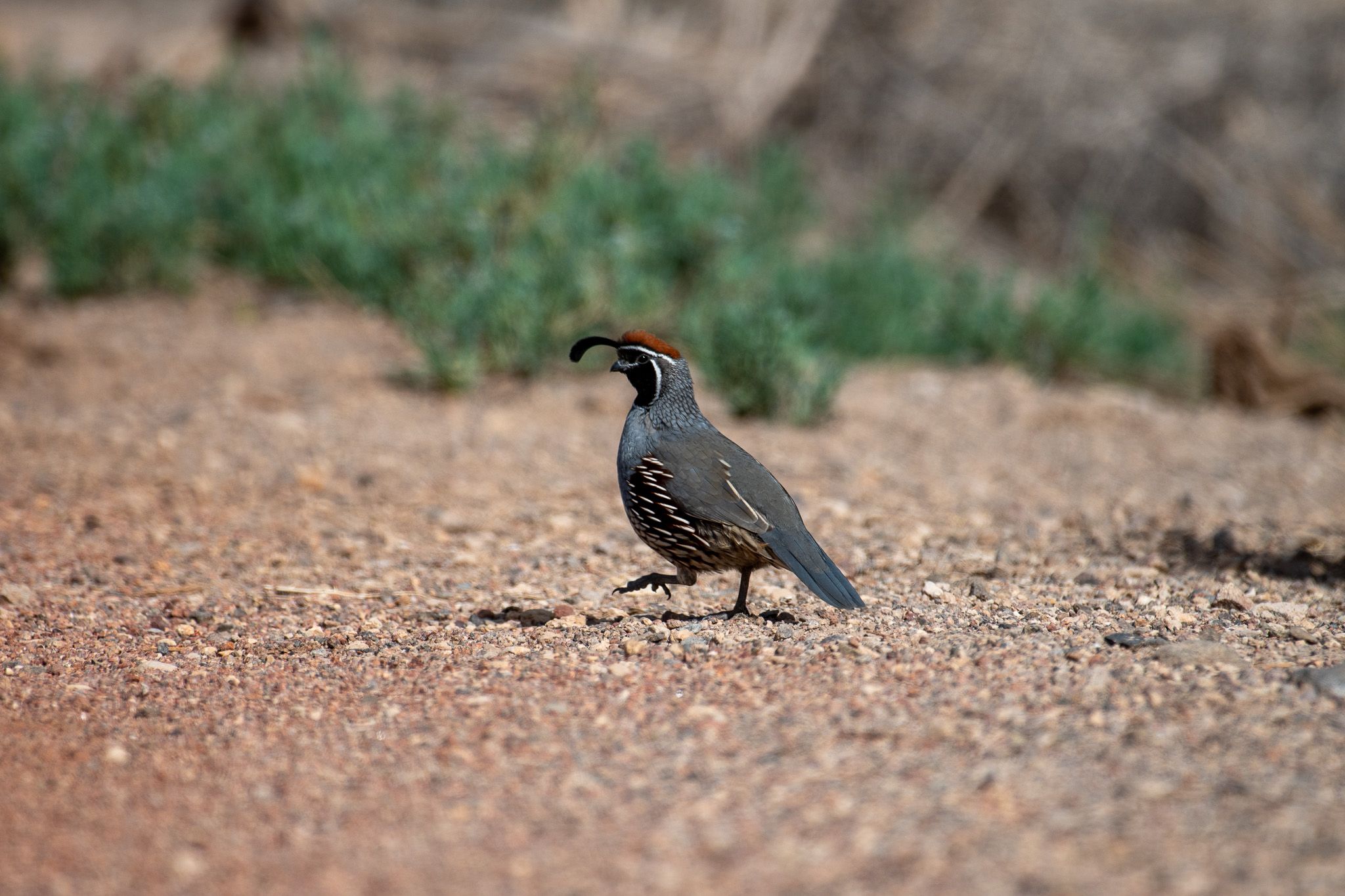 Gambel's Quail photo 3