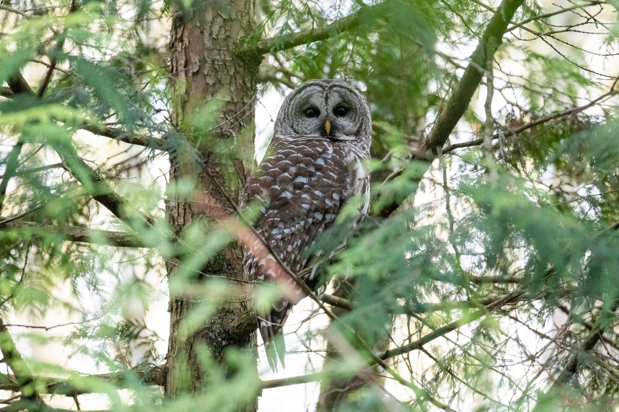 Barred Owl