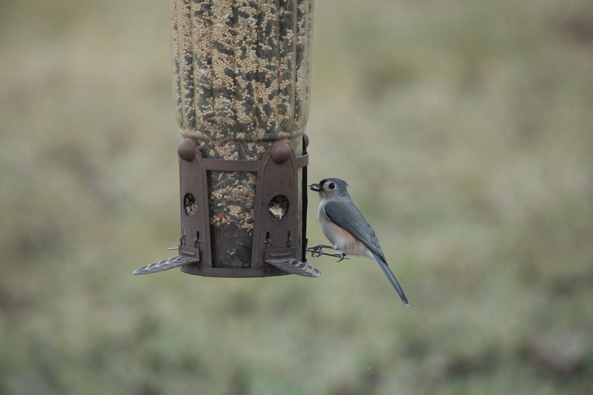 Tufted Titmouse