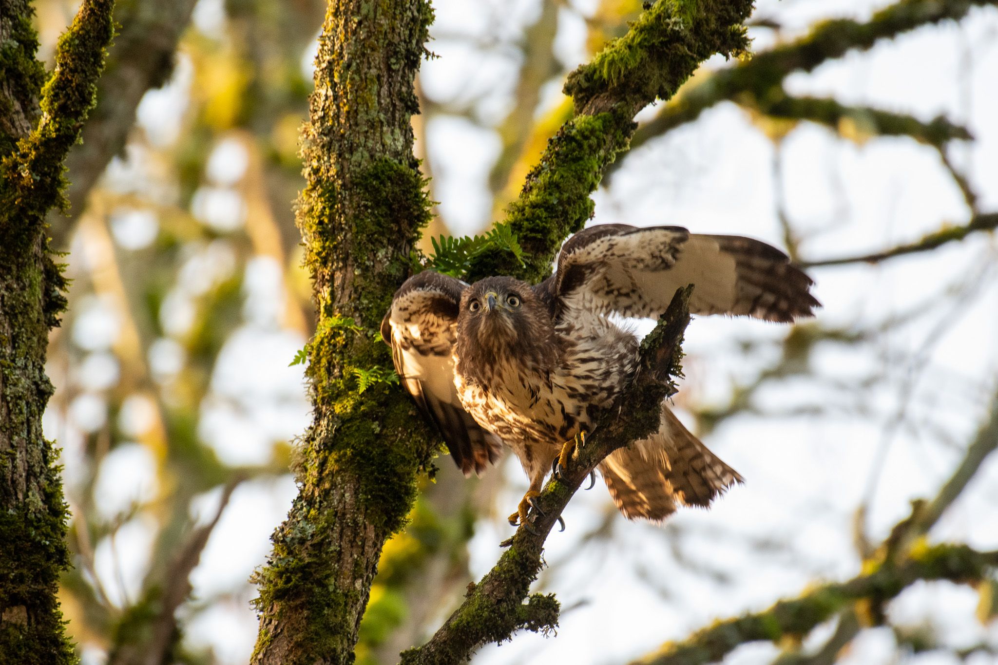 Red-tailed Hawk