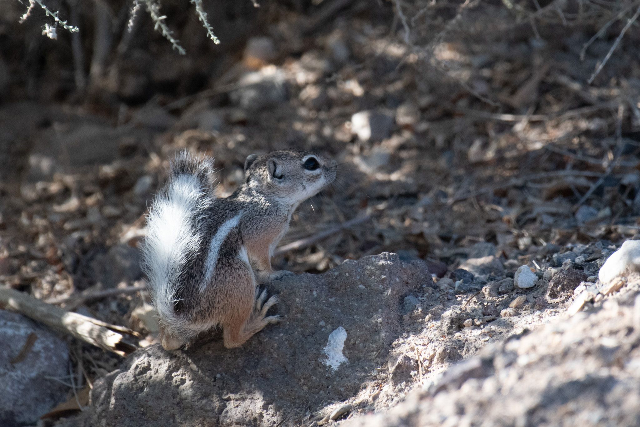 Antelope Squirrel photo 3