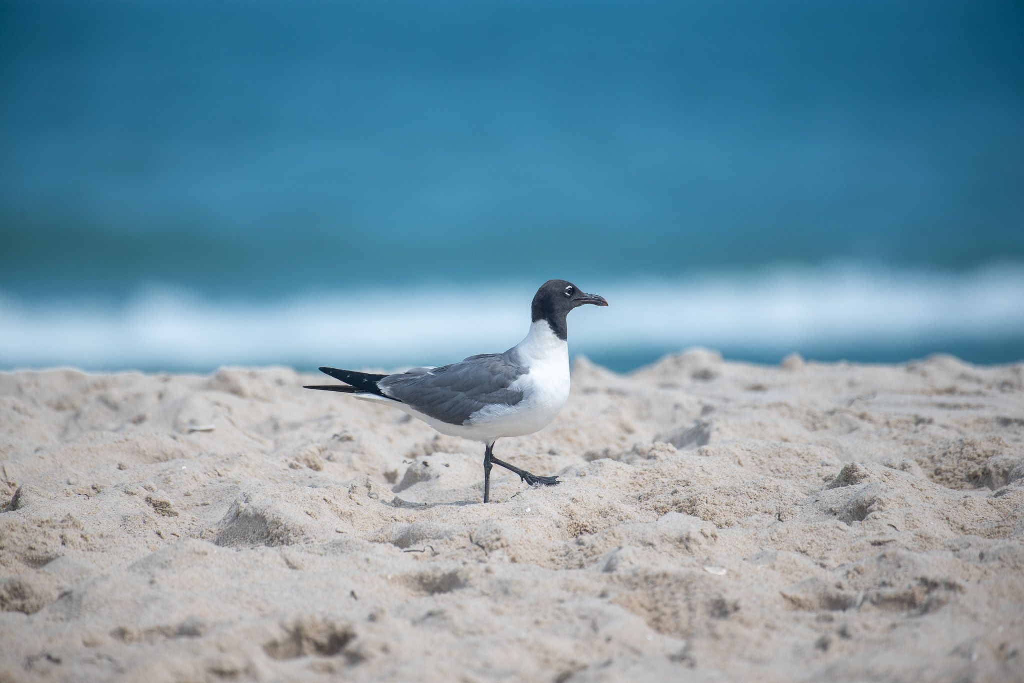 Laughing Gull