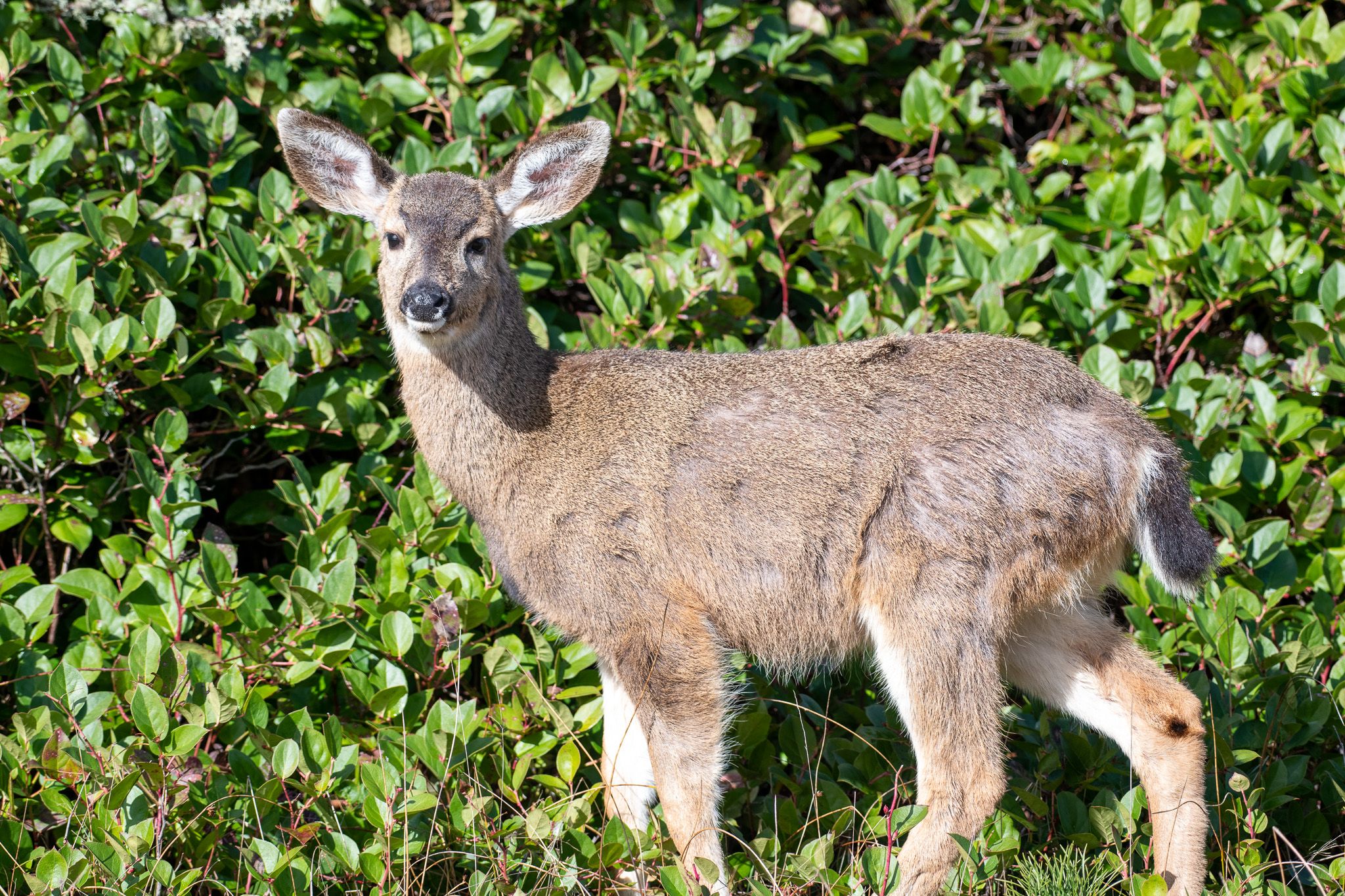 Black-tailed Deer