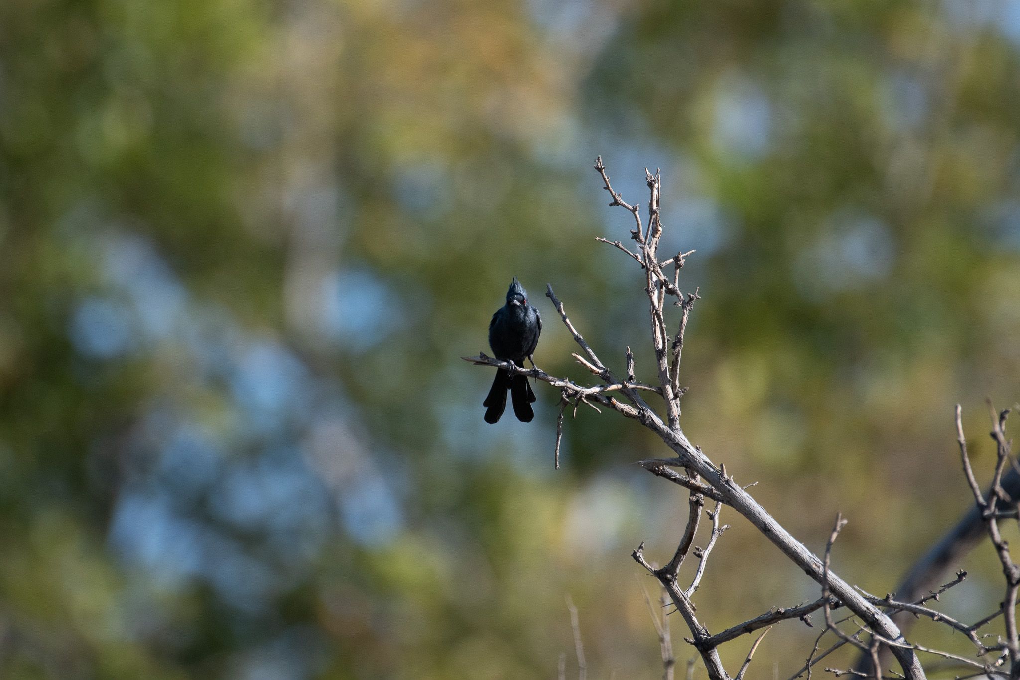 Black-chinned Hummingbird