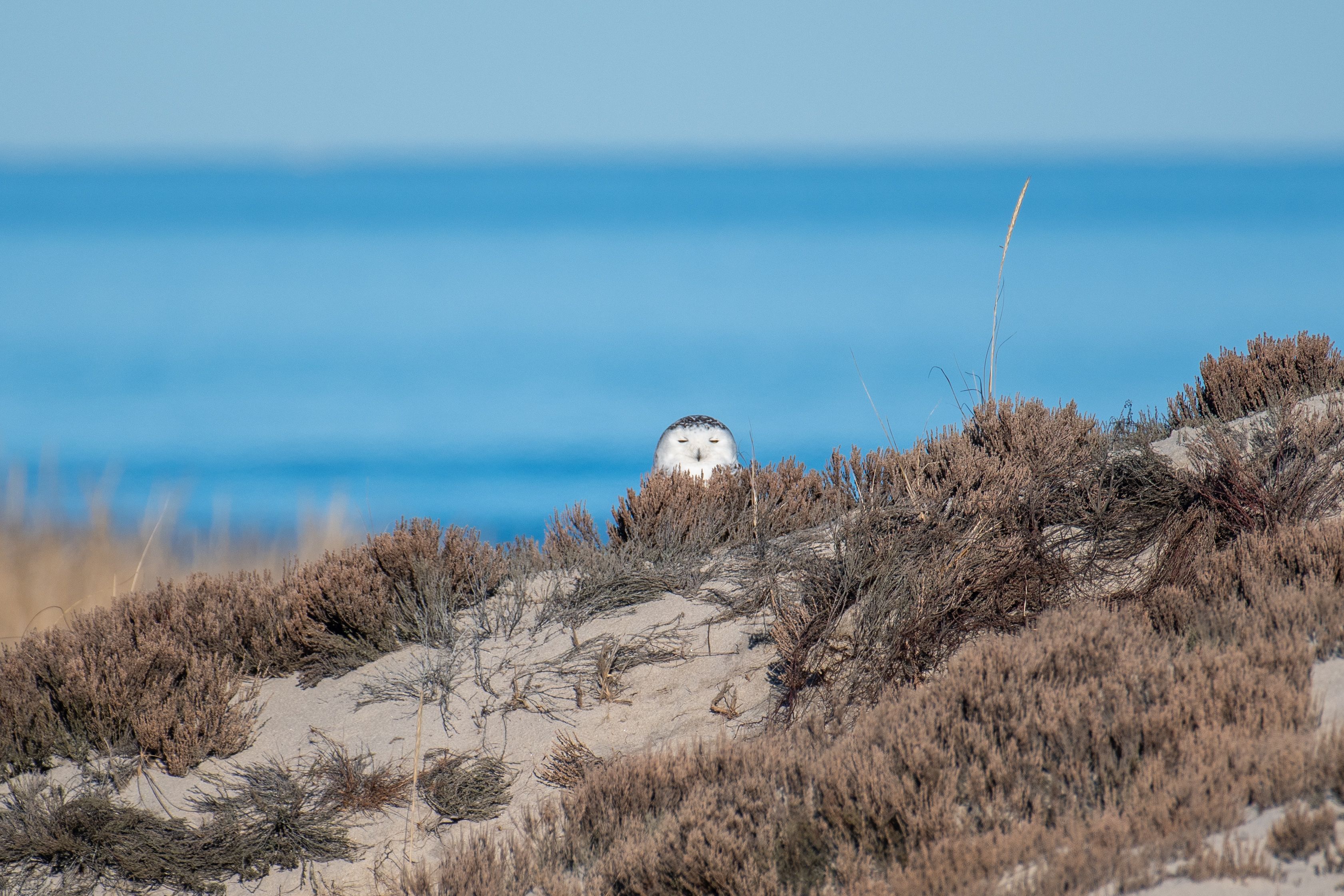 Snowy Owl