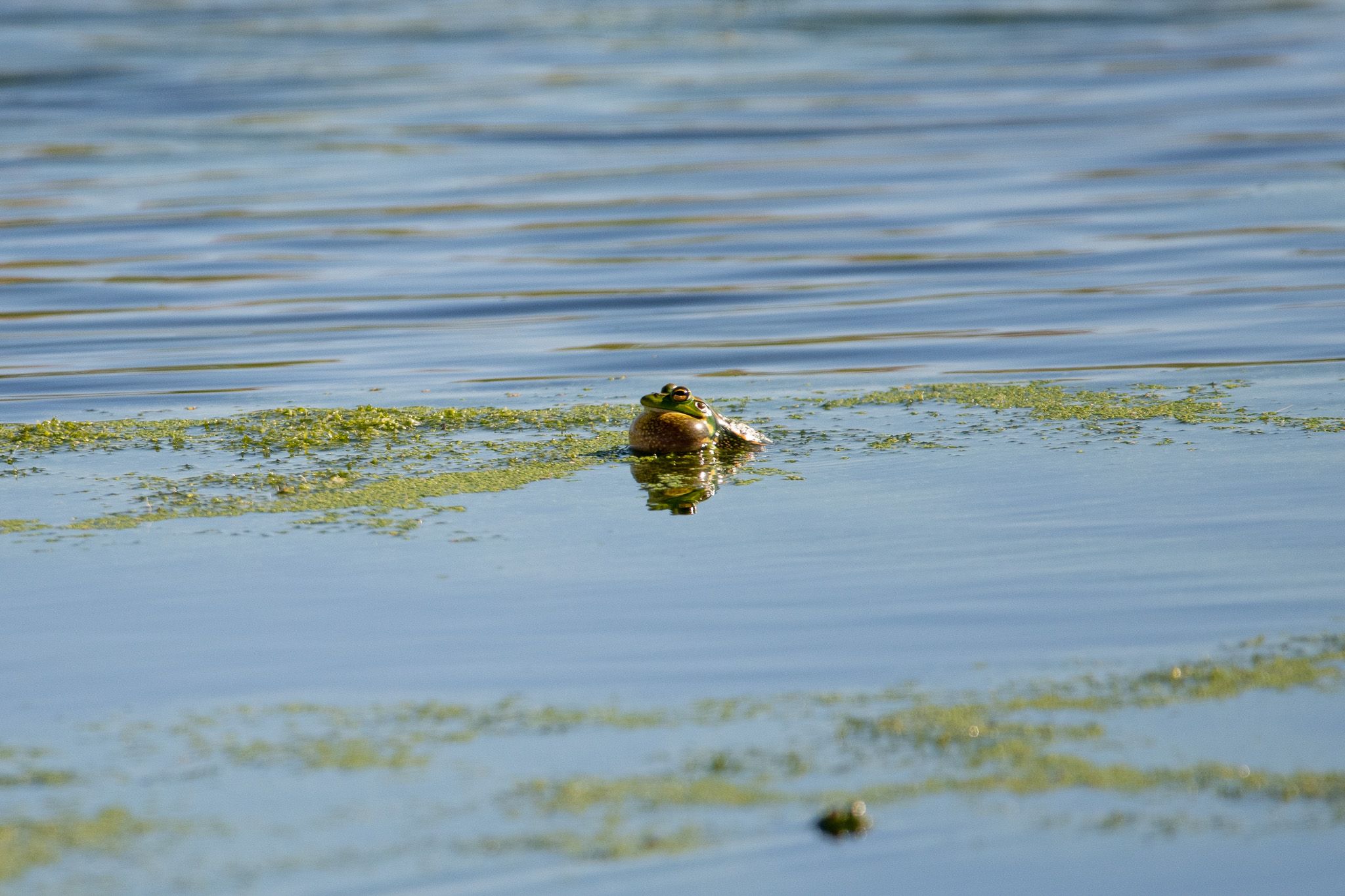 Growling Grass Frog