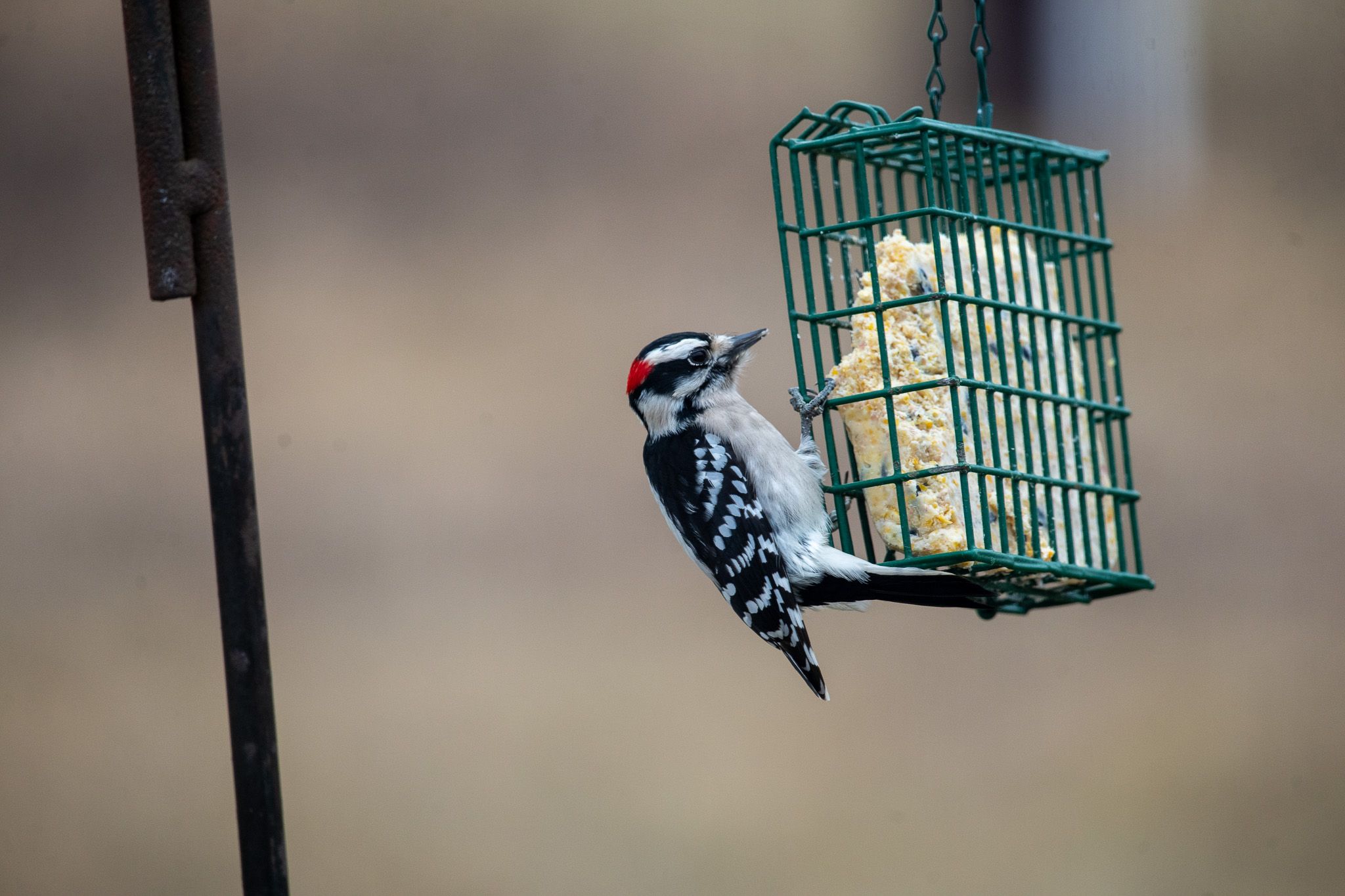 Downy Woodpecker