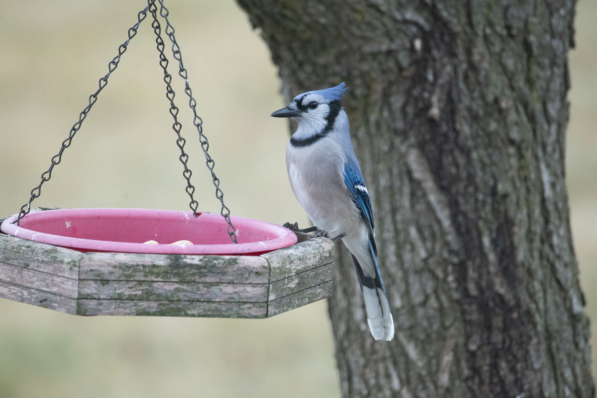 Blue Jay photo 4