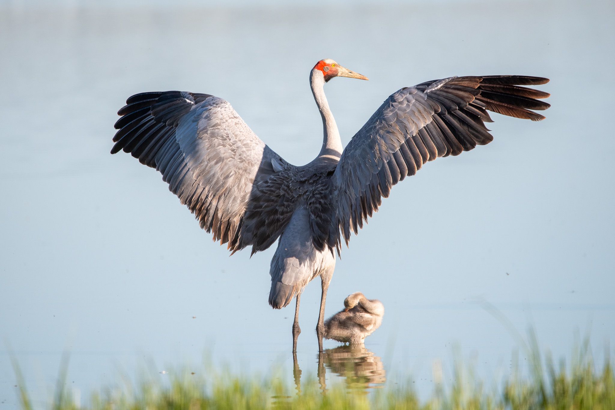 Brolga