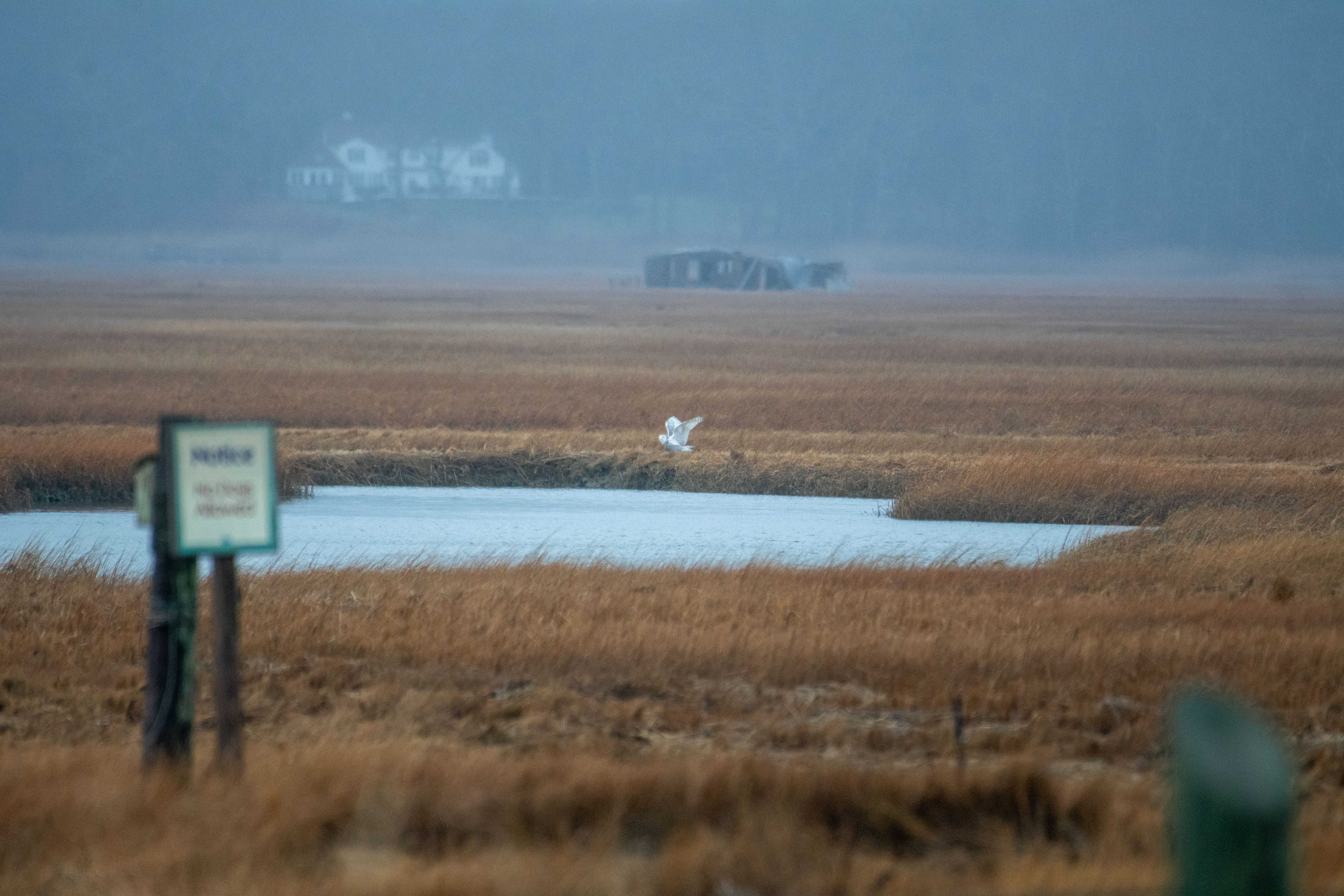 Snowy Owl photo 10