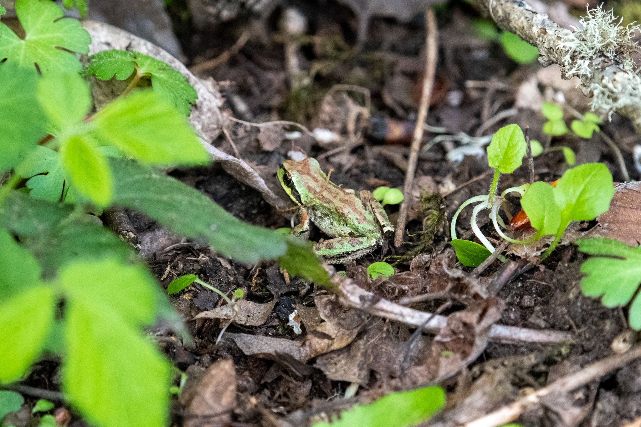 Pacific Chorus Frog