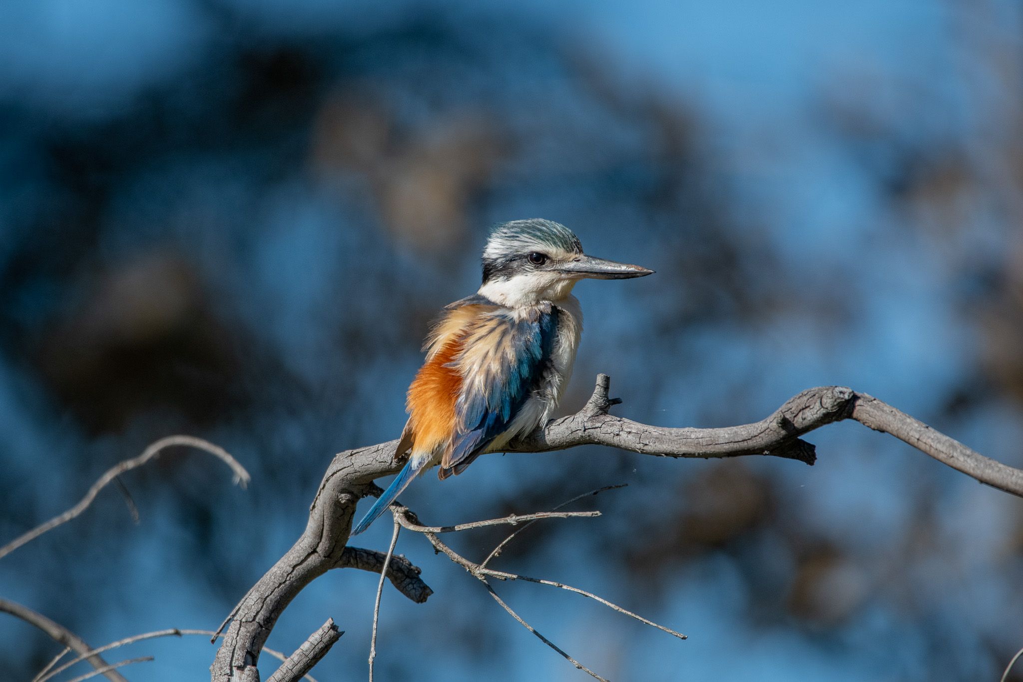 Red-Backed Kingfisher