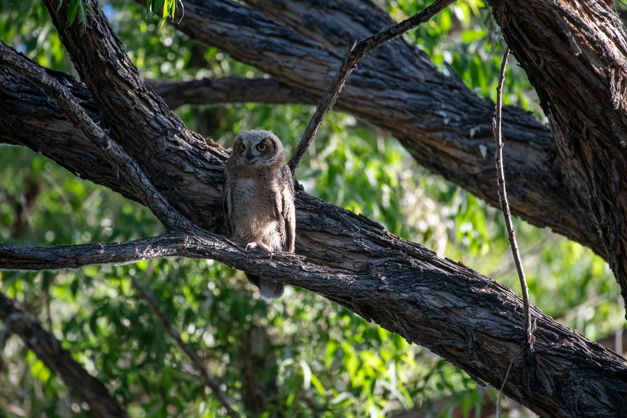 Great Horned Owl photo 4