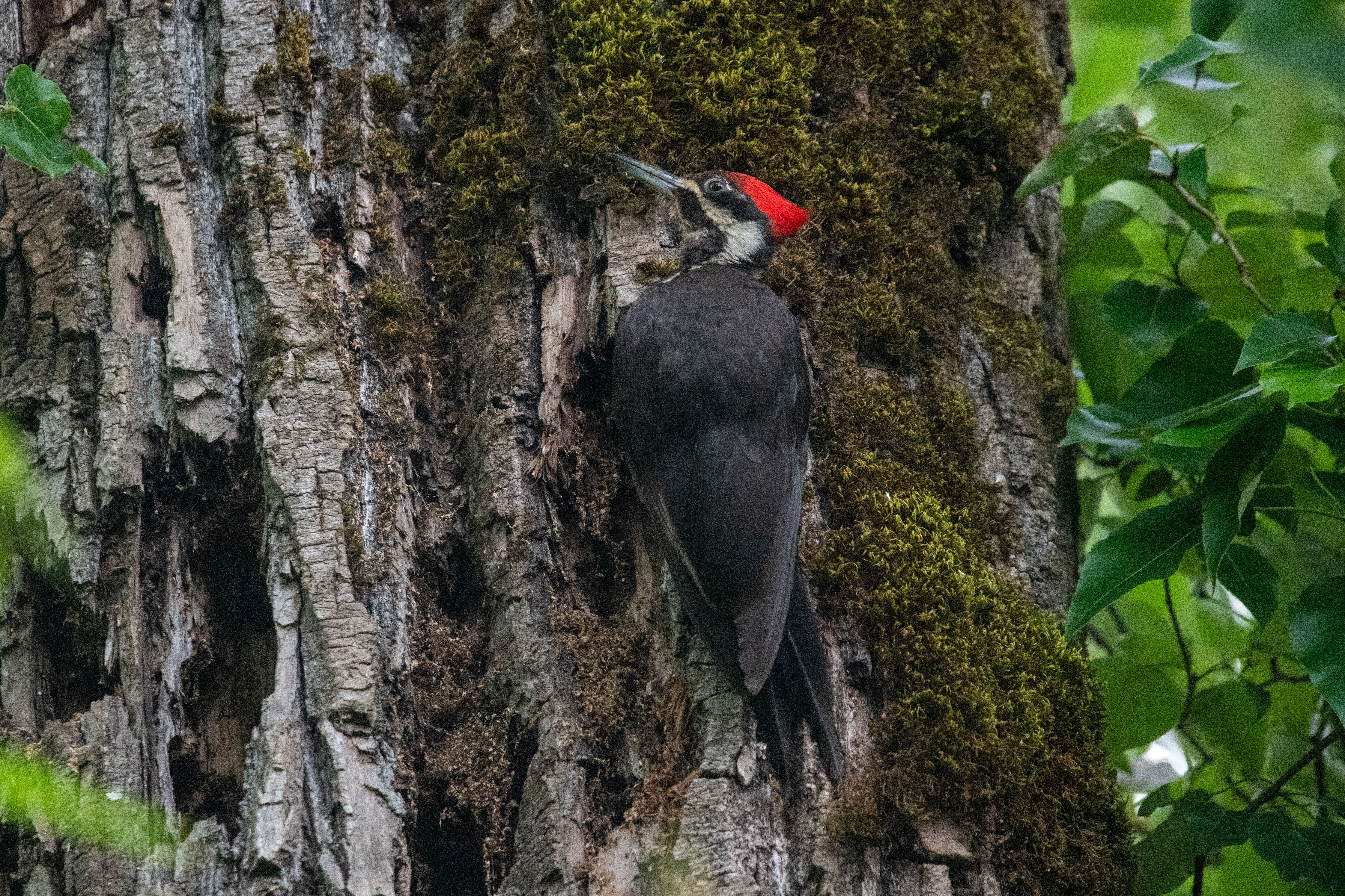 Pileated Woodpecker