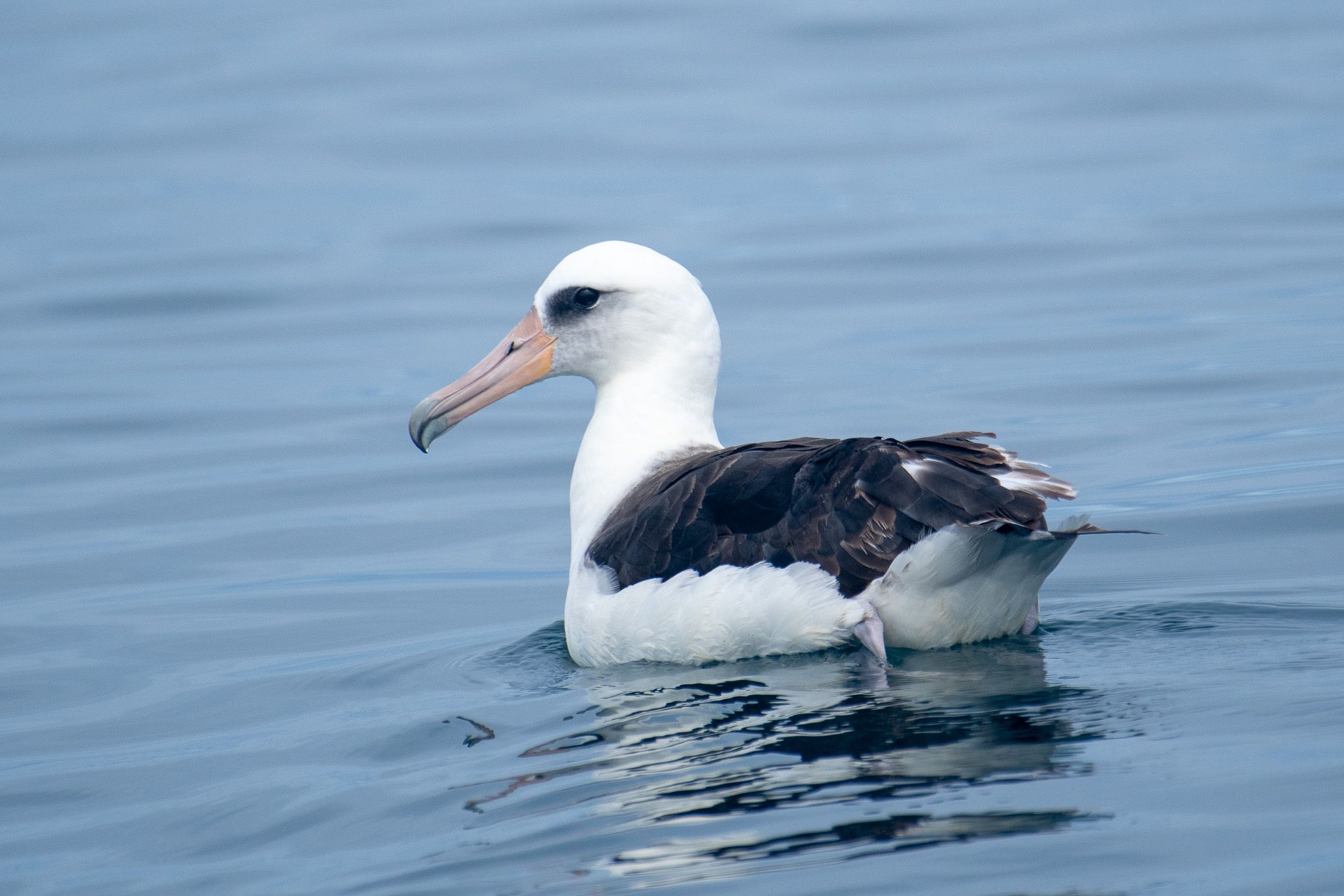 Laysan Albatross