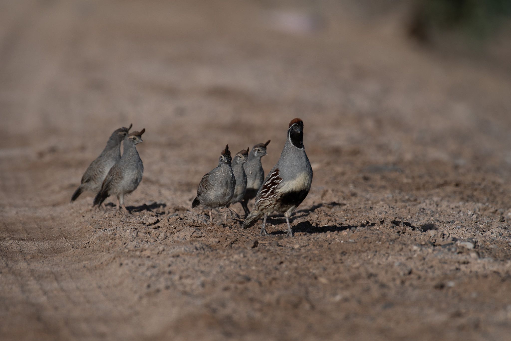 Gambel's Quail photo 2