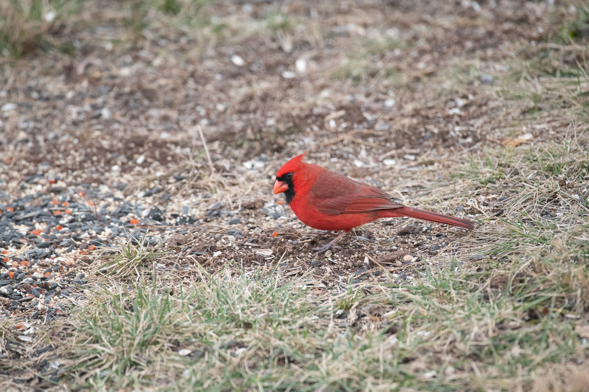 Northern Cardinal photo 2