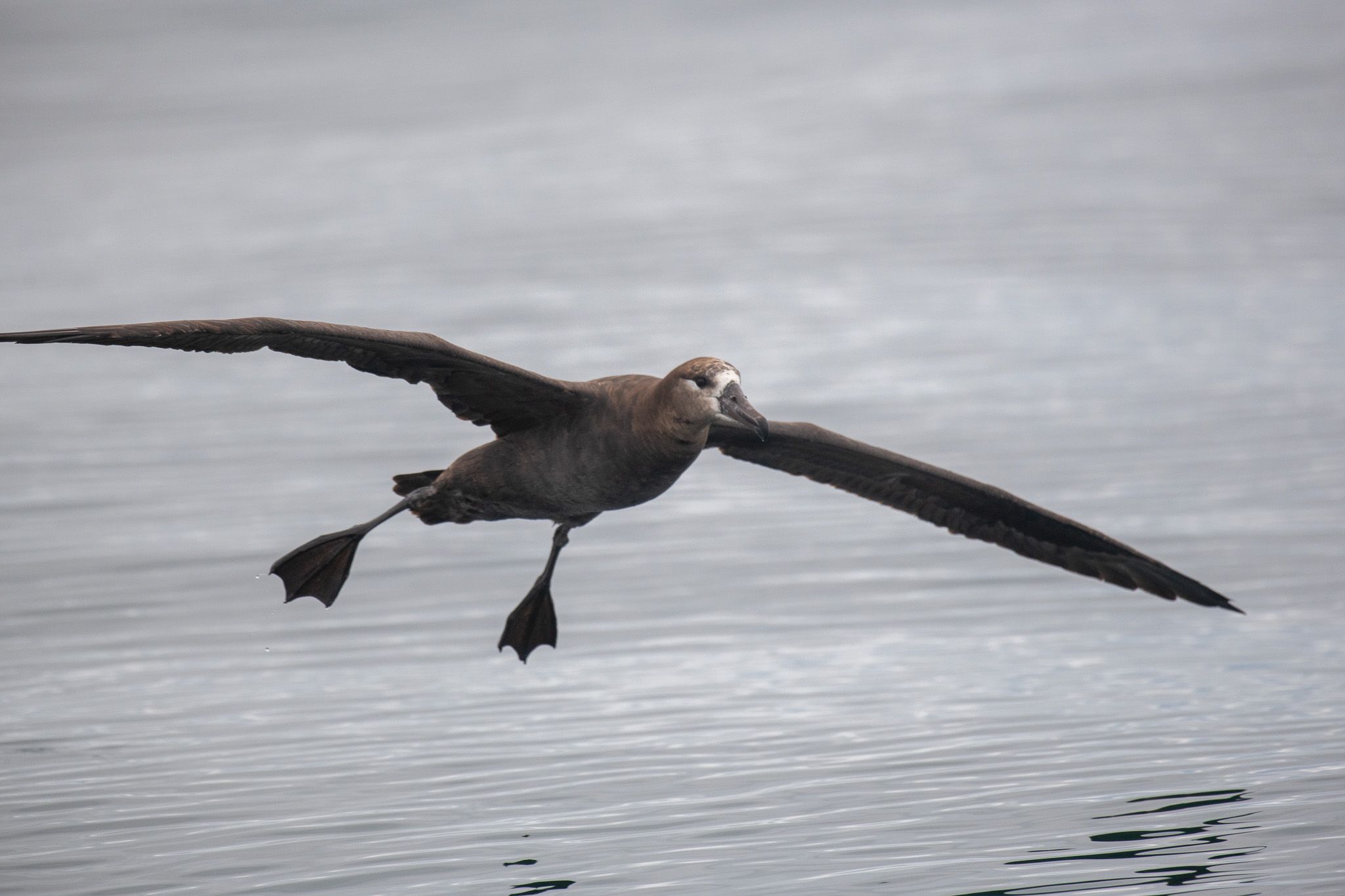 Black-footed Albatross