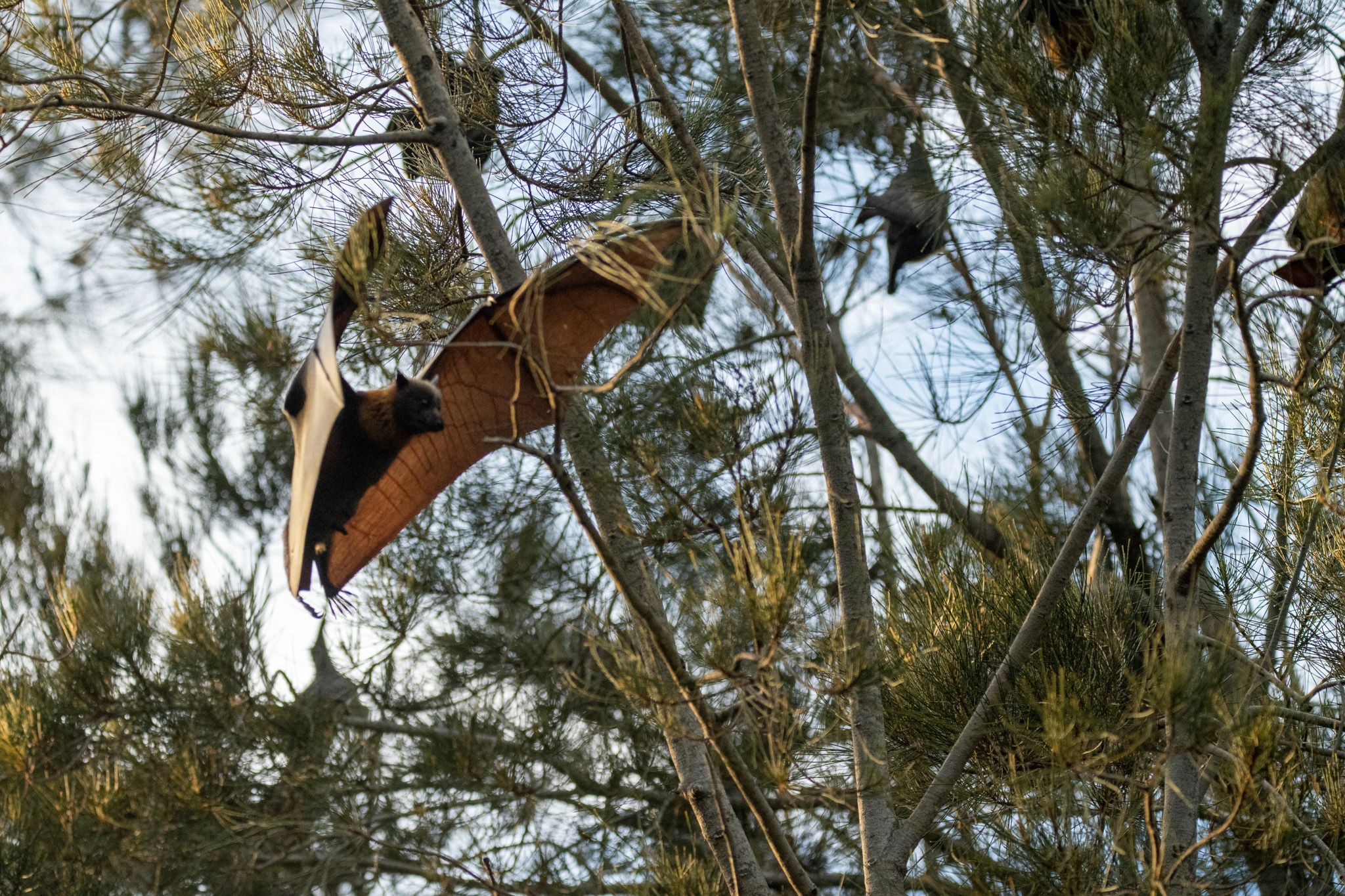 Grey-headed Flying Fox photo 4