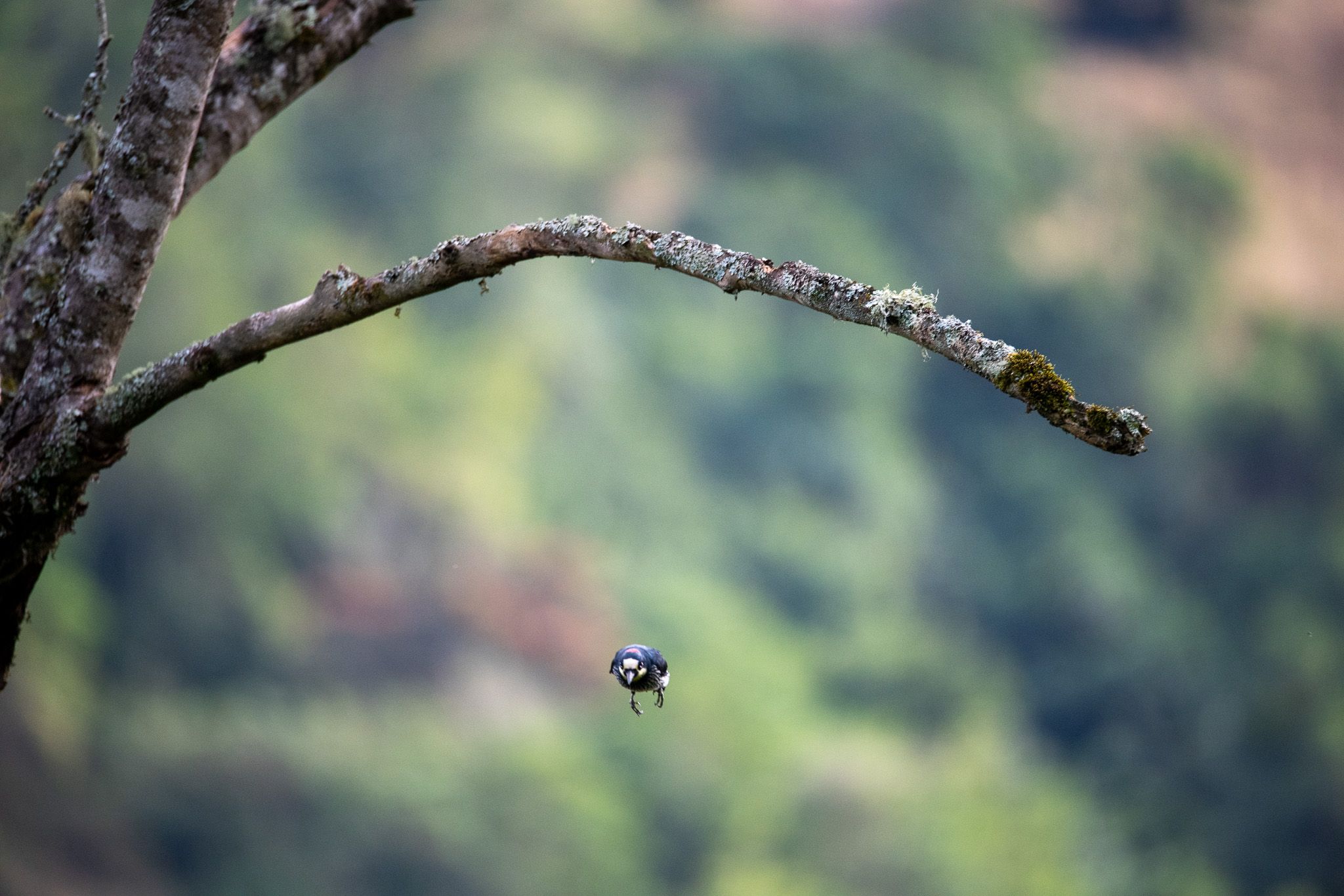 Acorn Woodpecker