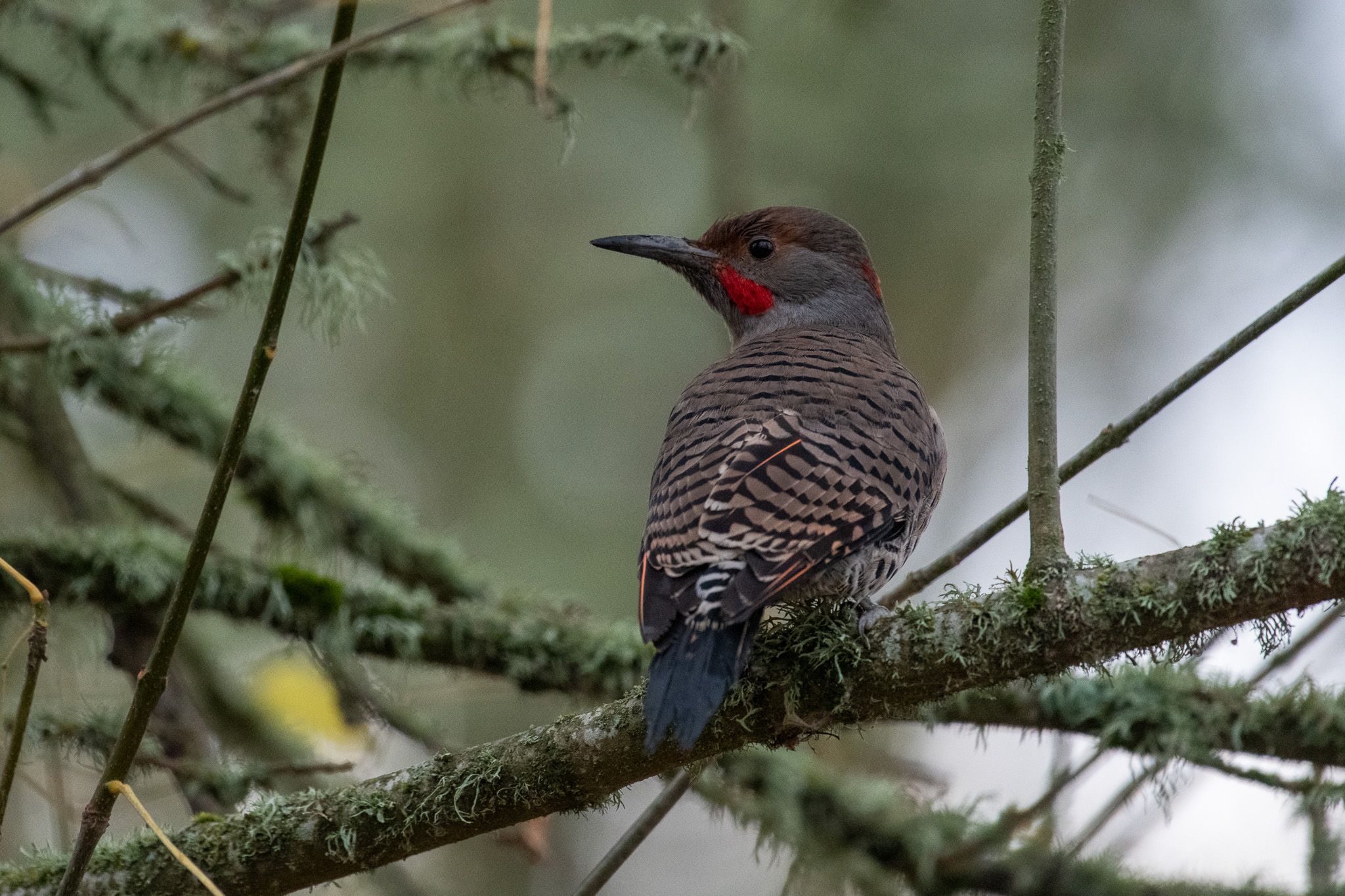 Northern Flicker