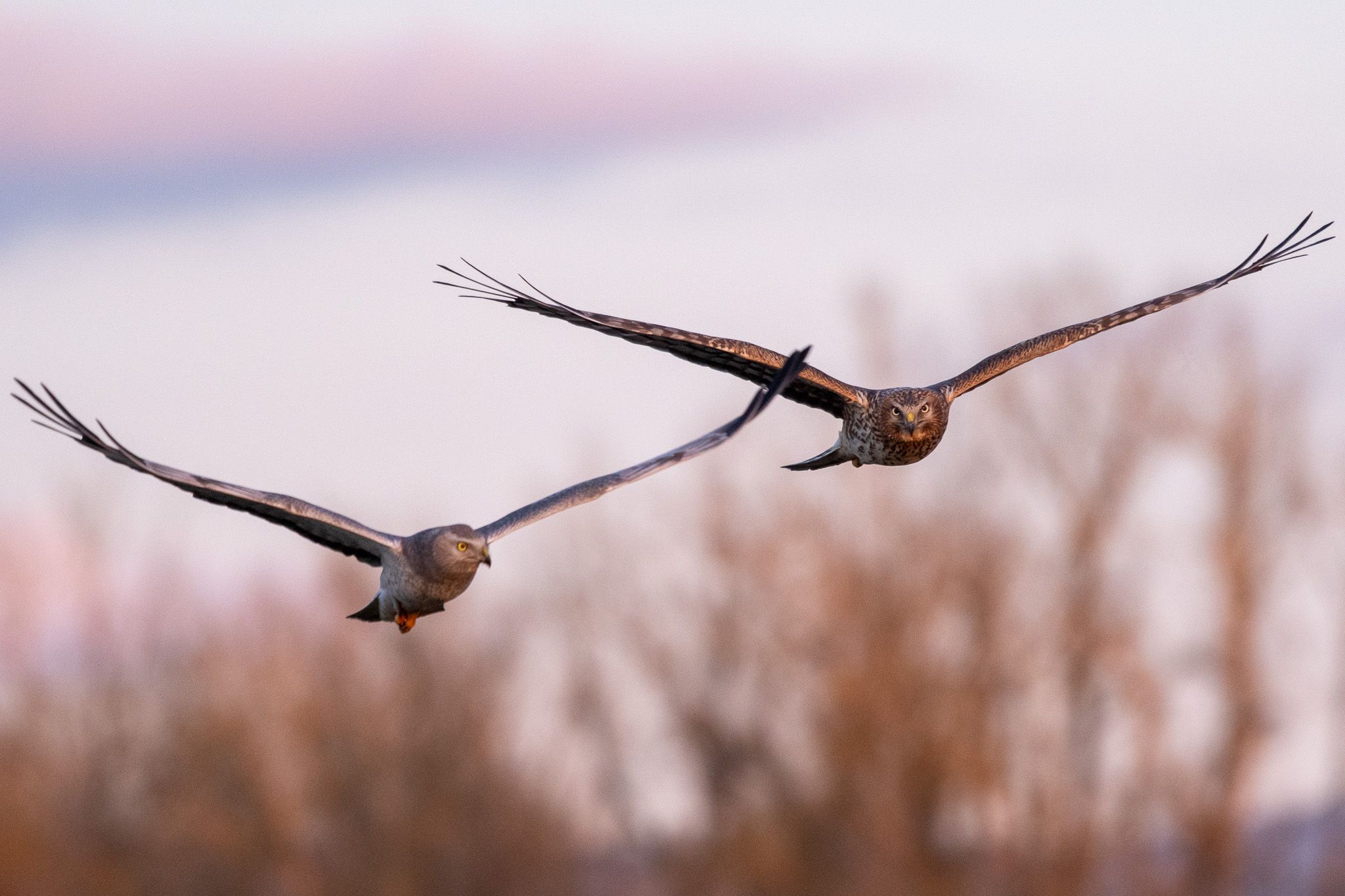 Northern Harrier photo 2