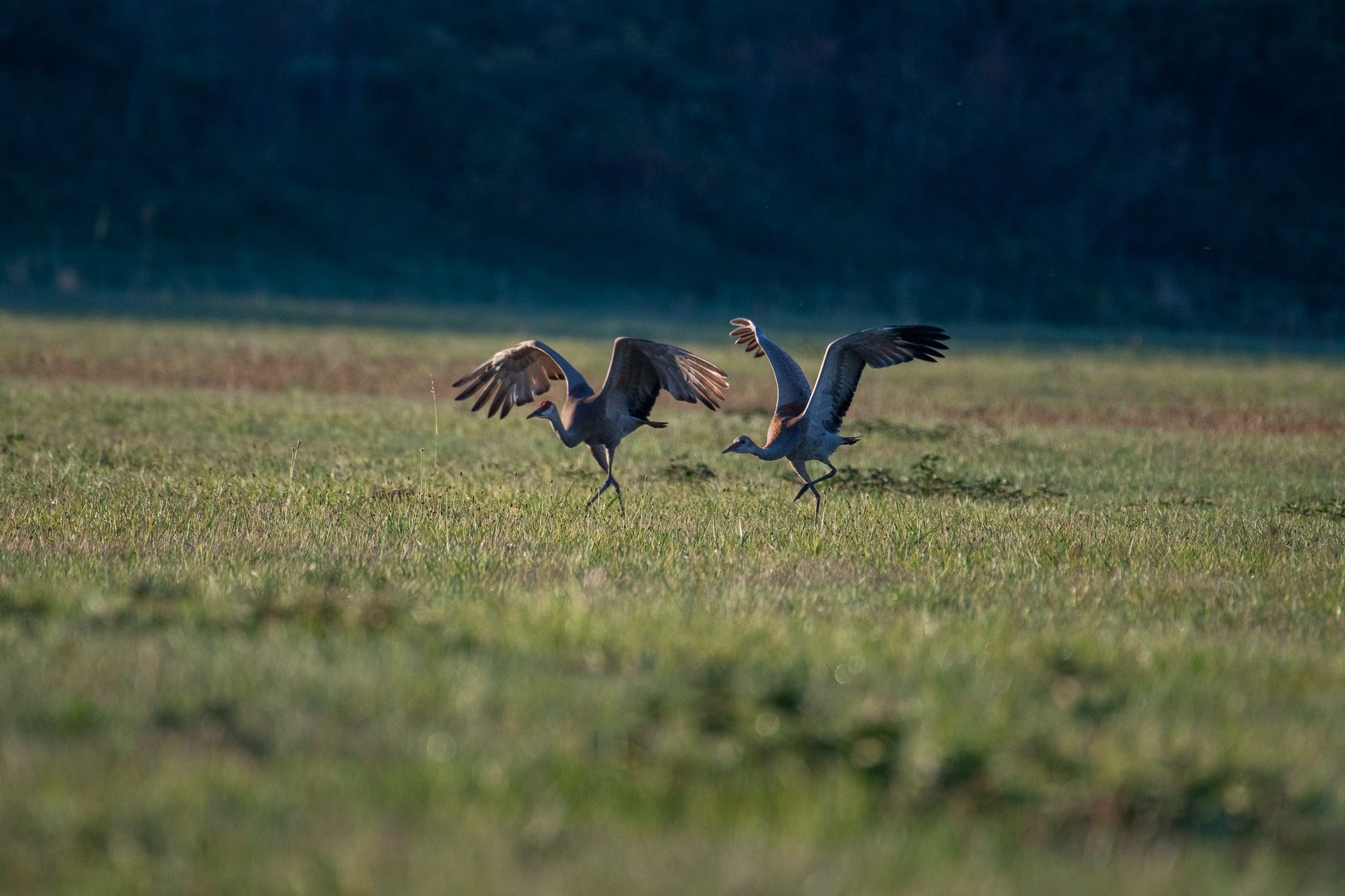 Sandhill Crane