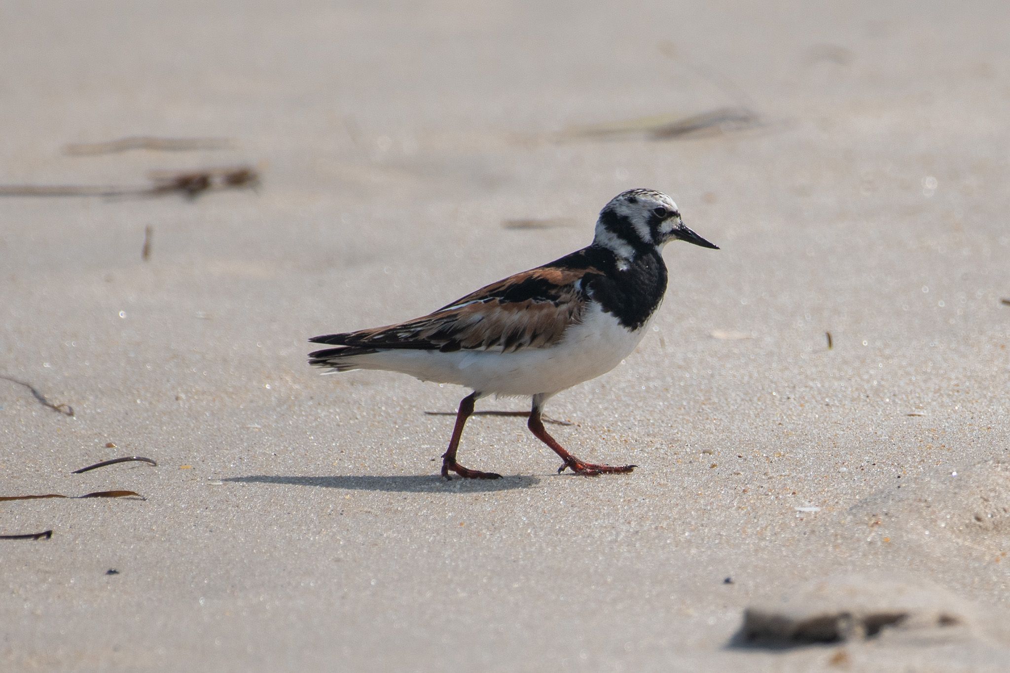 Ruddy Turnstone