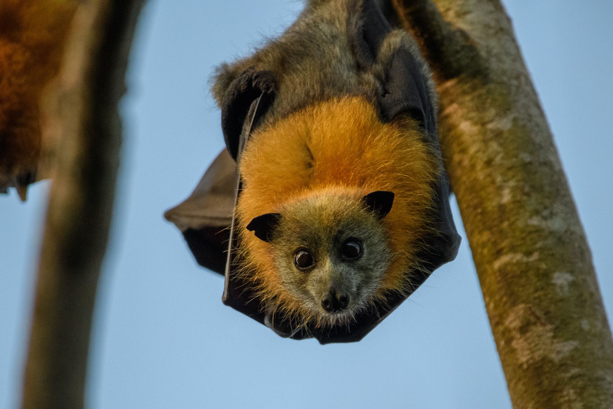 Grey-headed Flying Fox photo 2