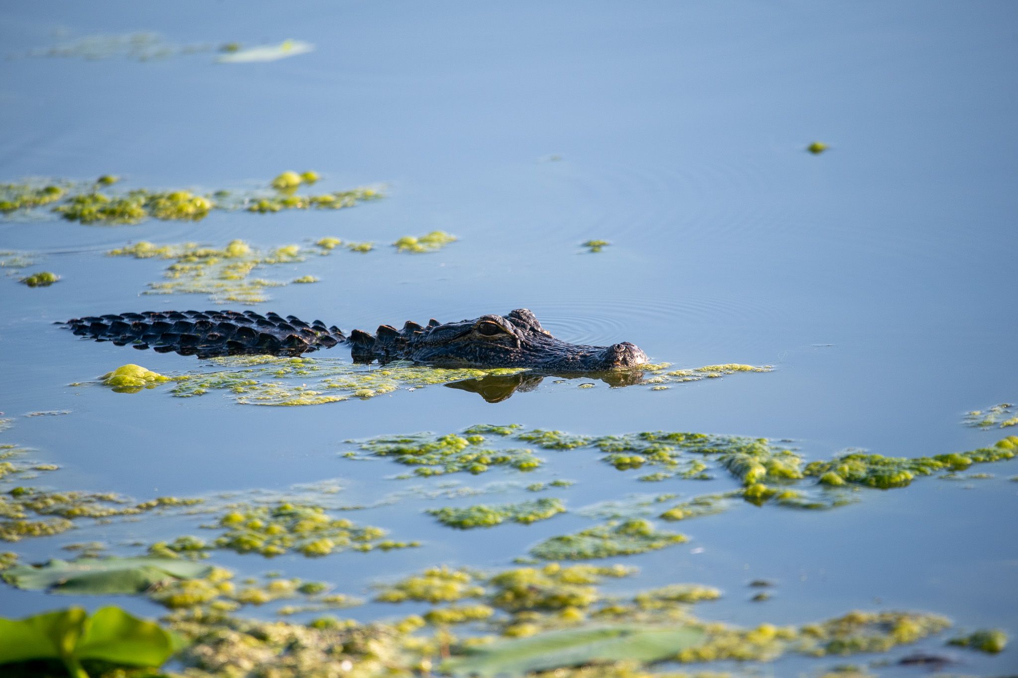 American Alligator