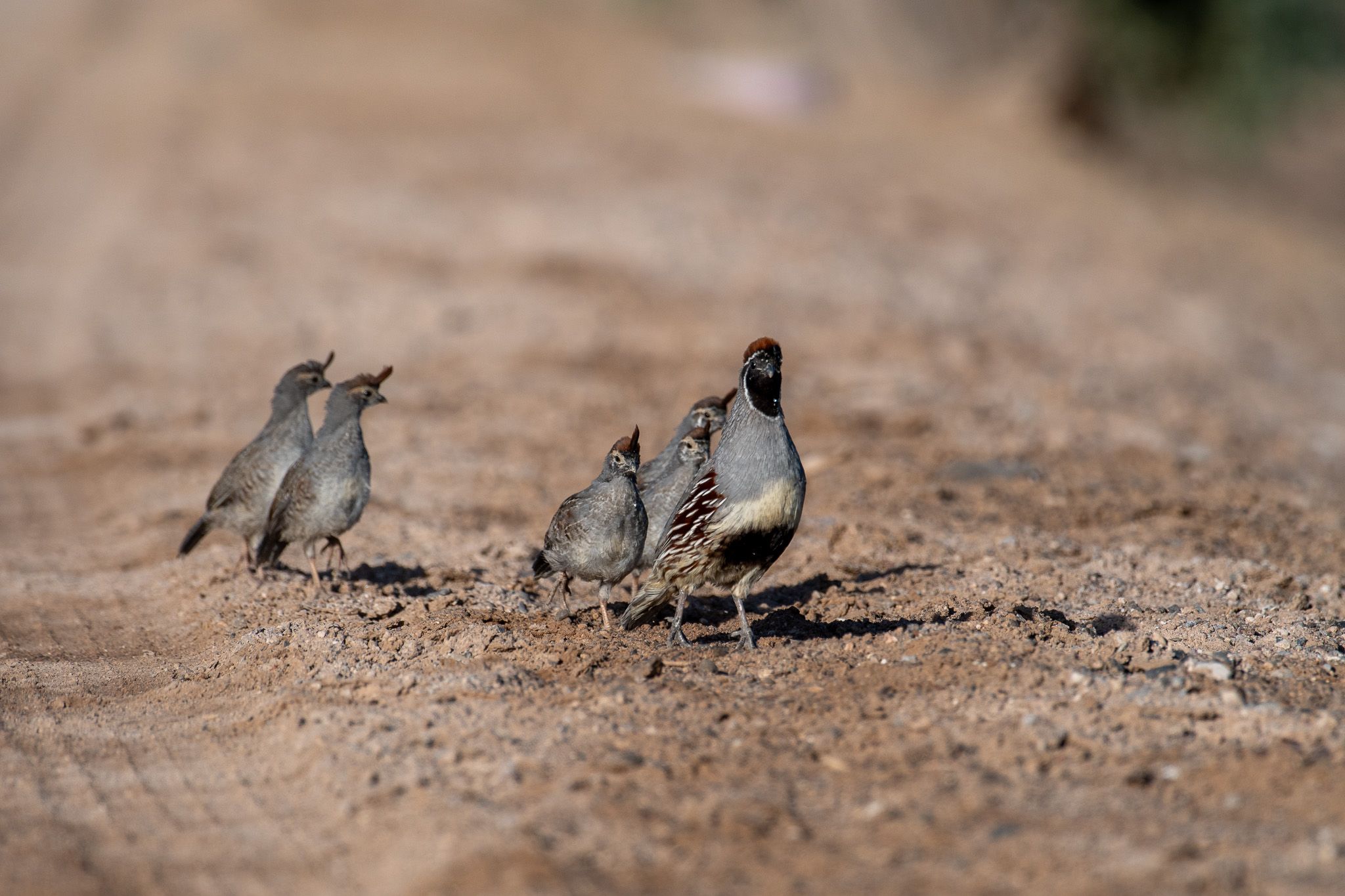 Gambel's Quail photo 4