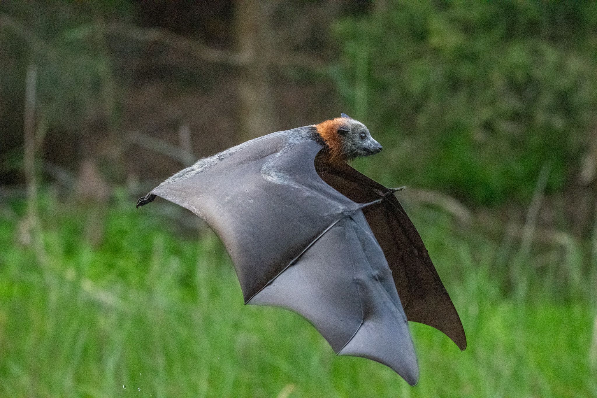 Grey-headed Flying Fox