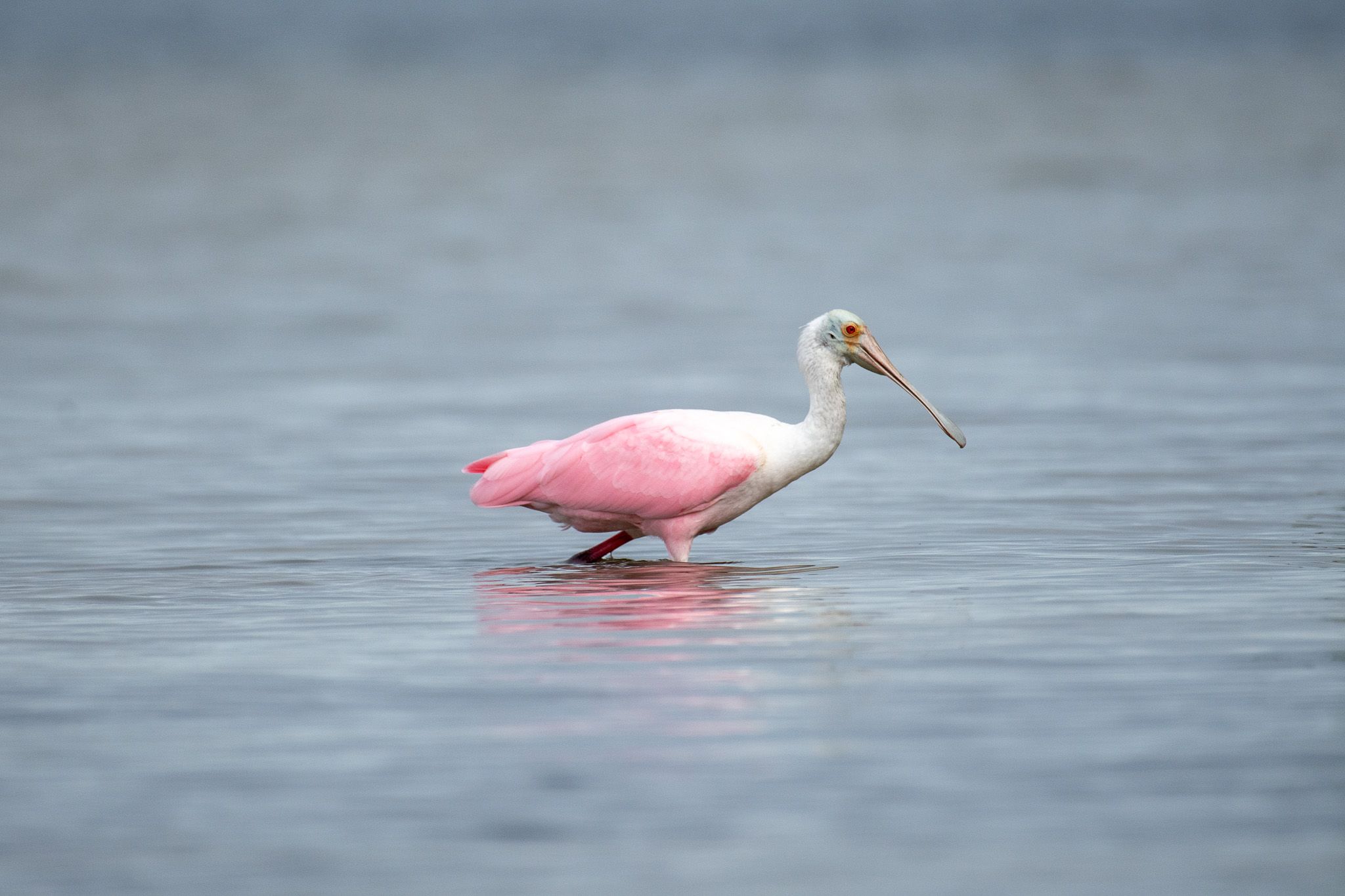 Roseate Spoonbill