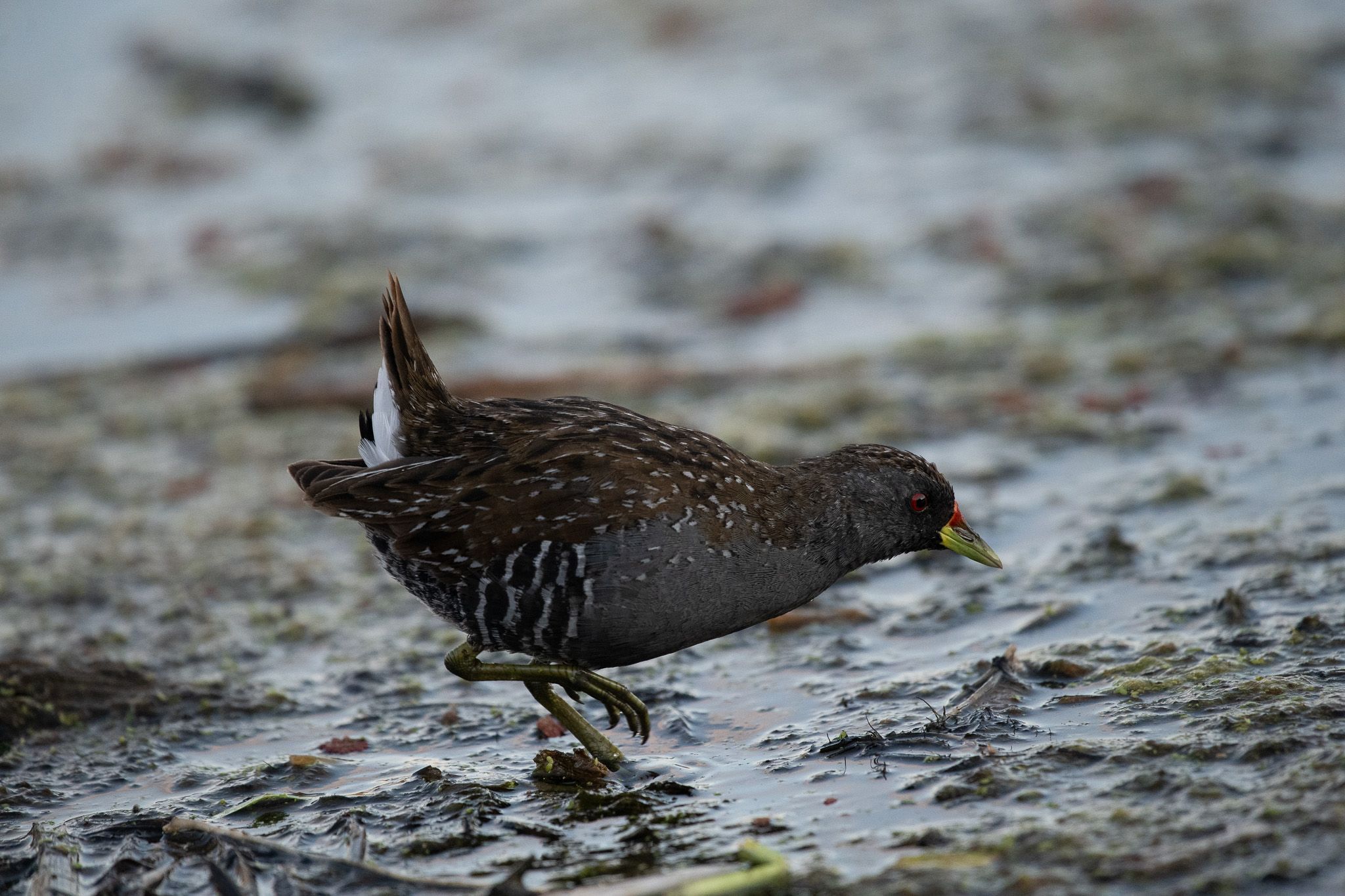 Spotted Crake