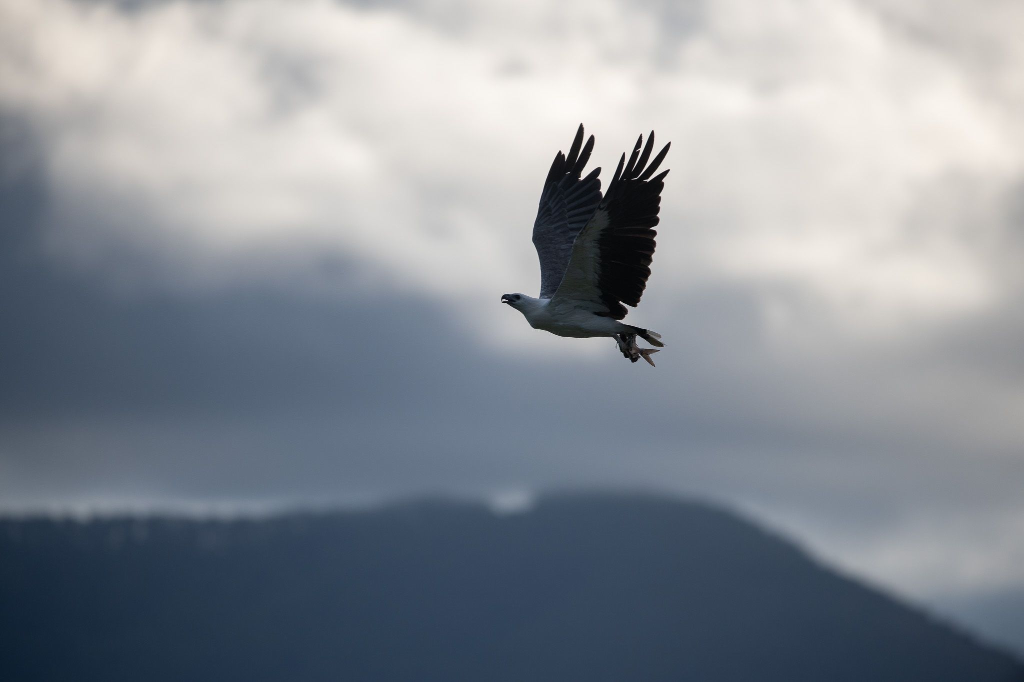 White-Bellied Sea Eagle photo 2