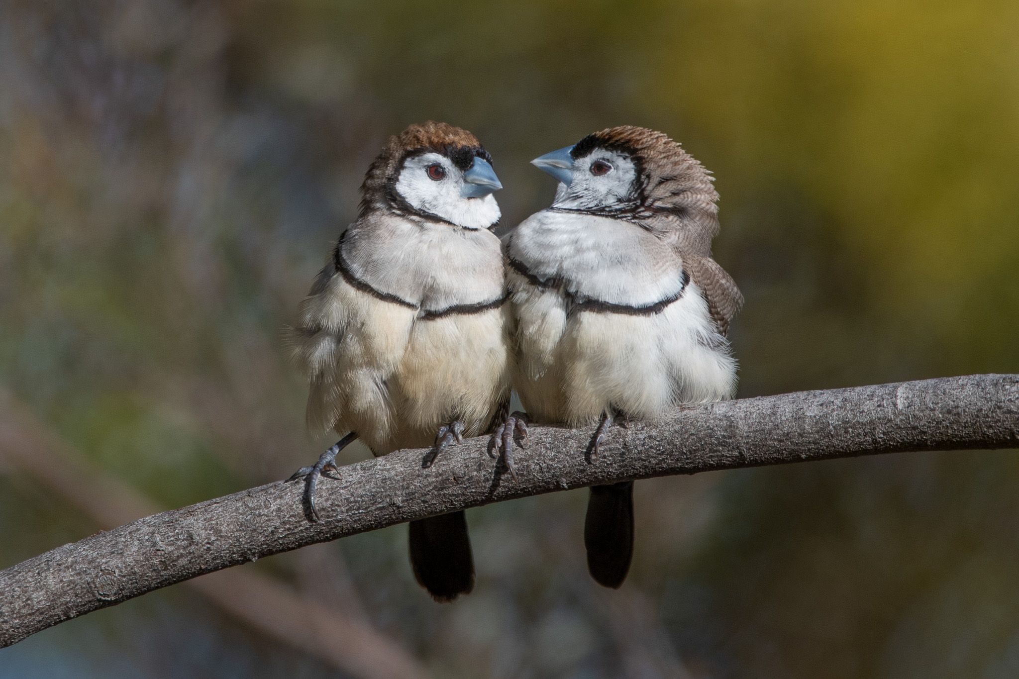 Double-barred Finch