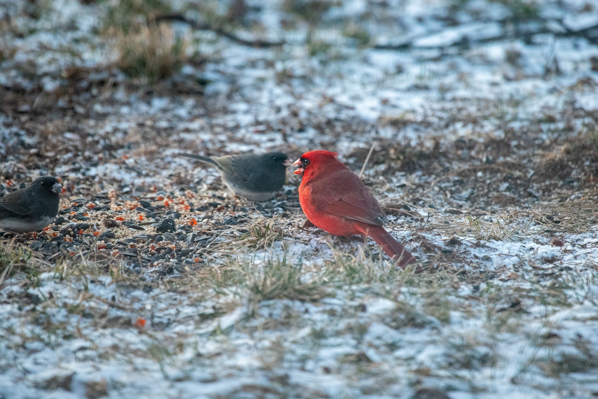 Northern Cardinal photo 3