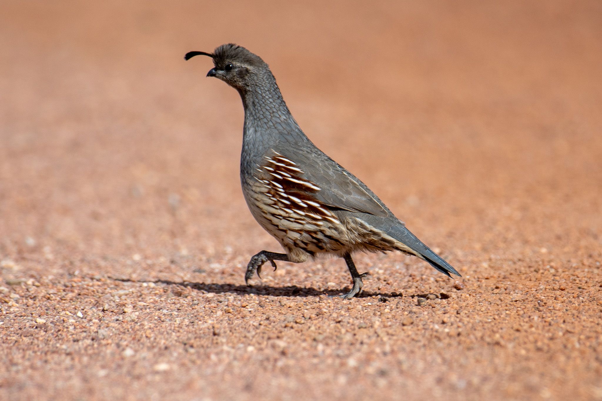 Gambel's Quail