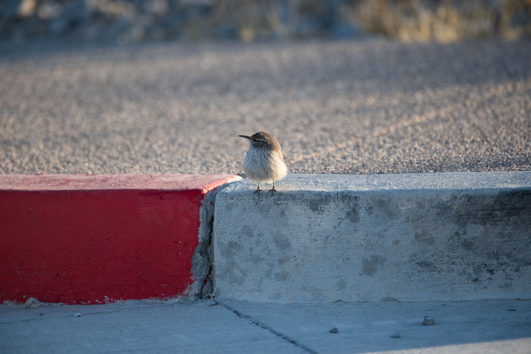 Rock Wren