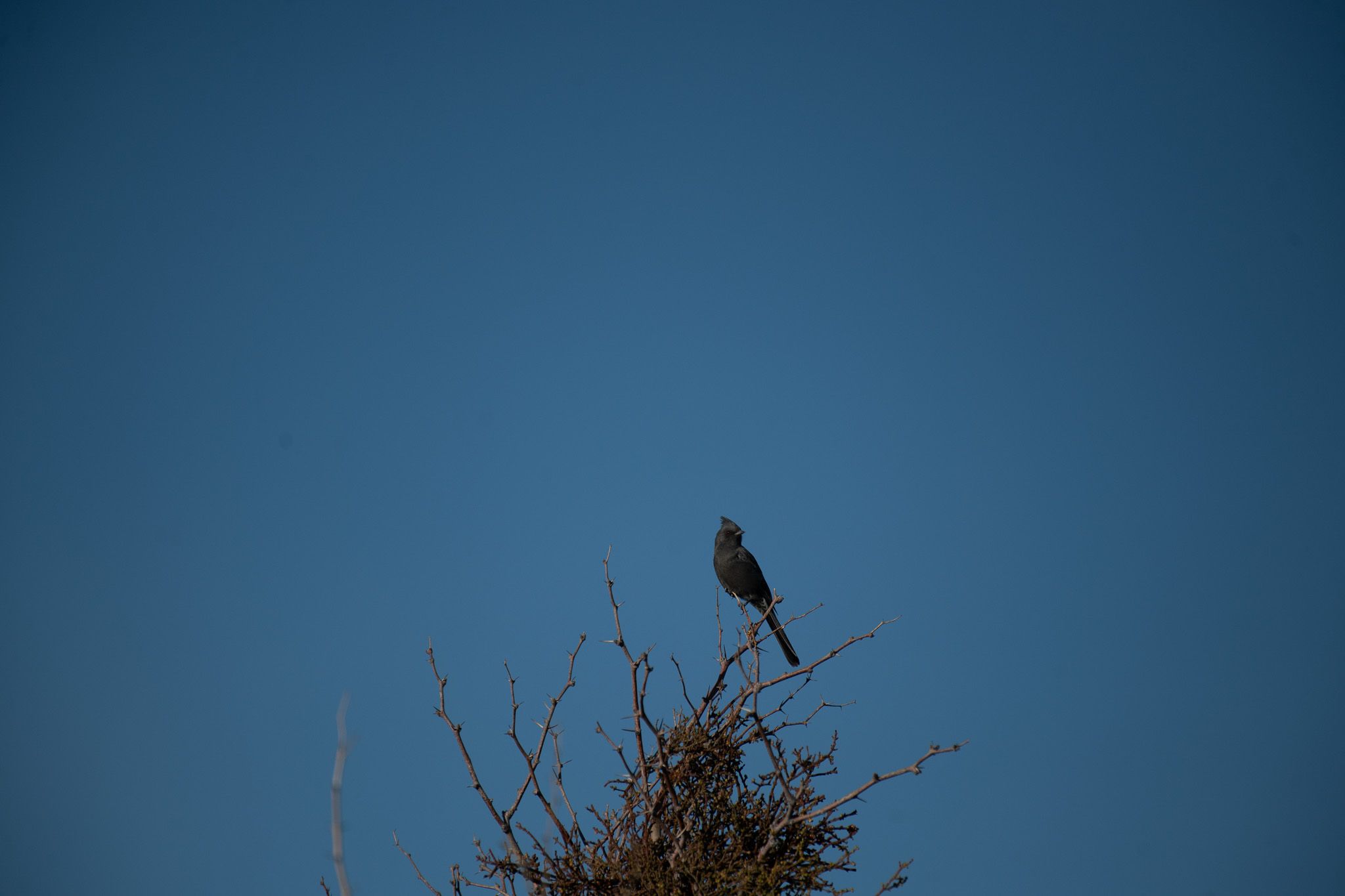 Phainopepla