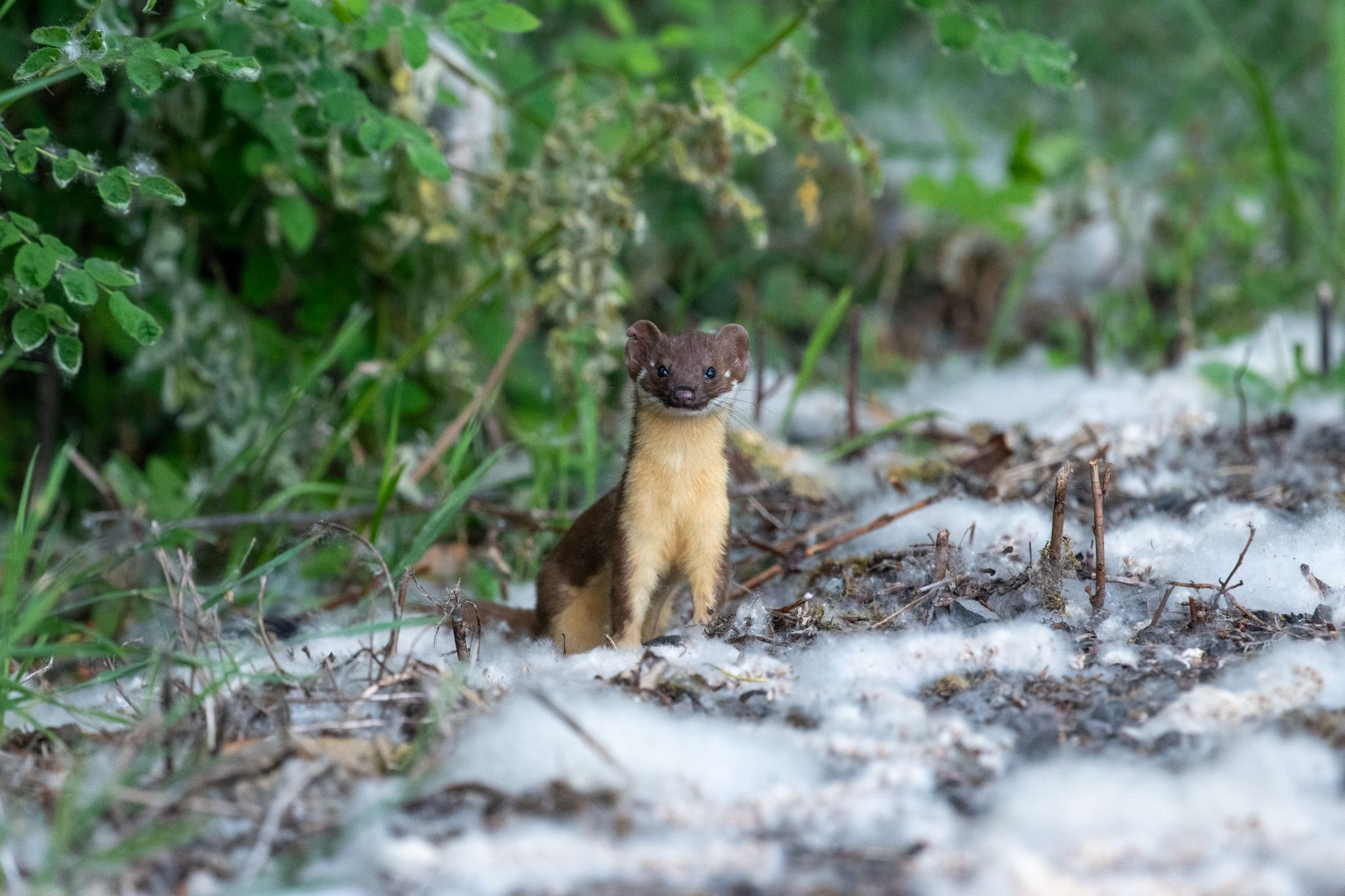 Long-tailed Weasel photo 1