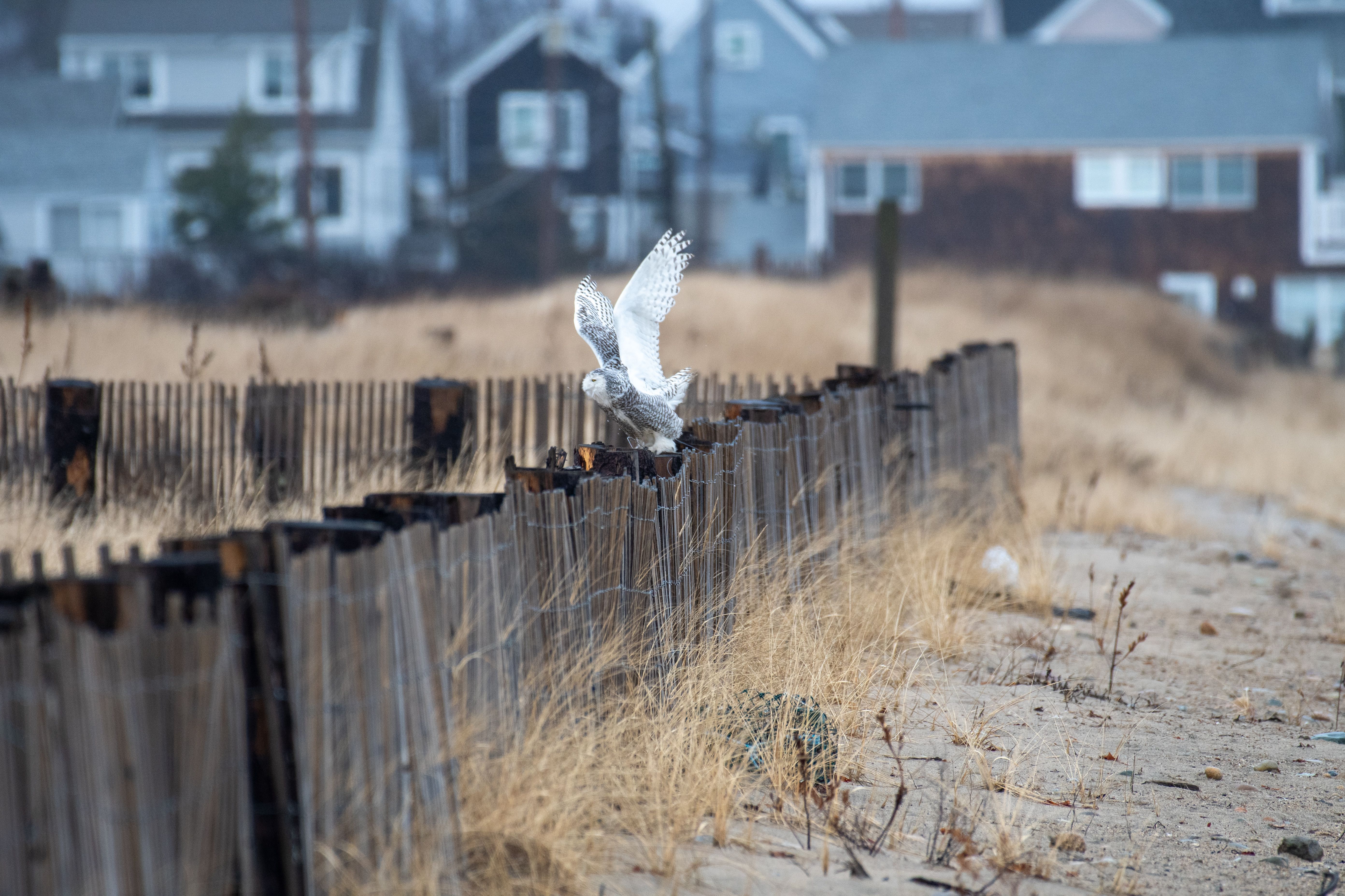 Snowy Owl photo 8