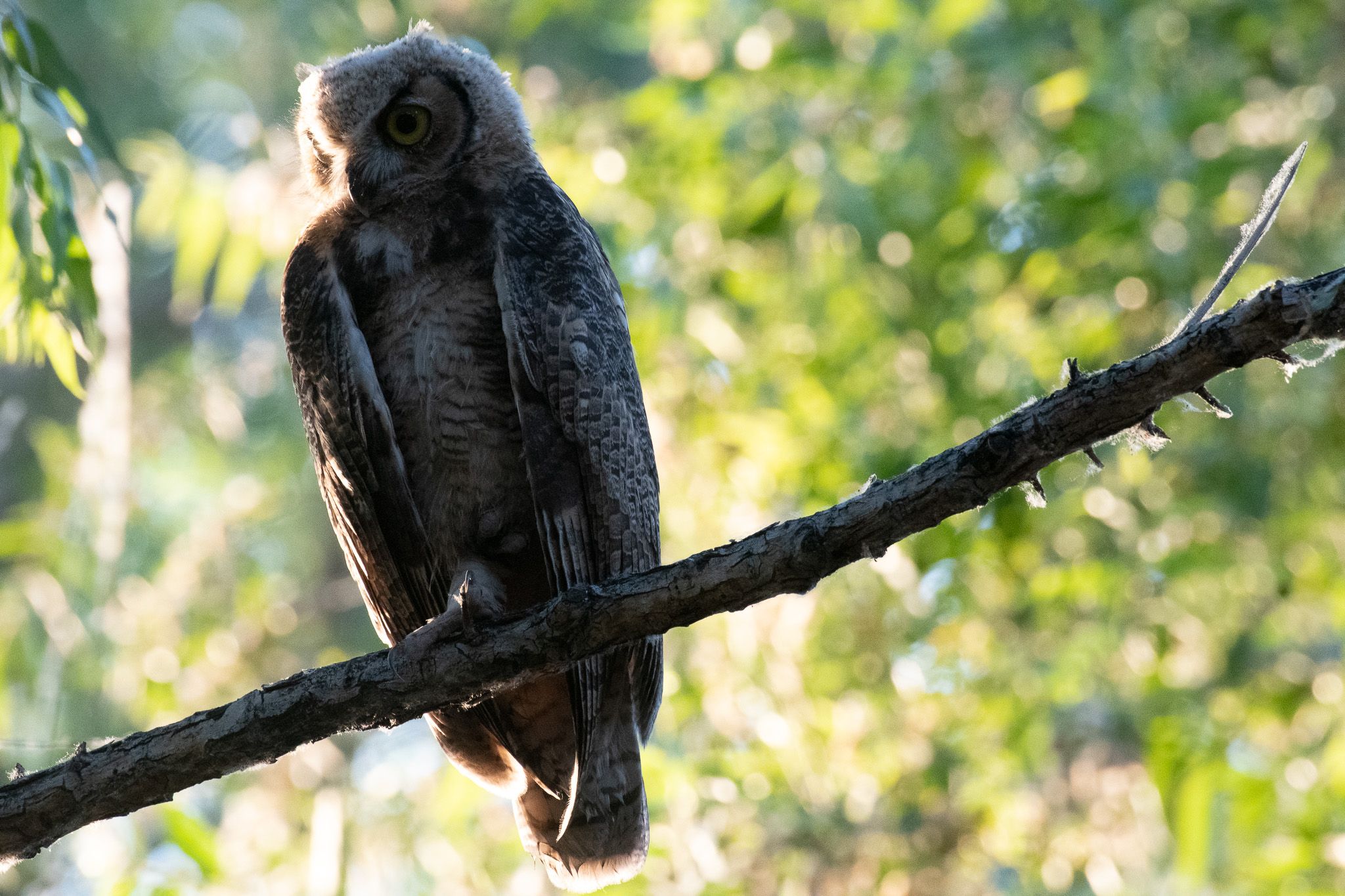 Great Horned Owl photo 5